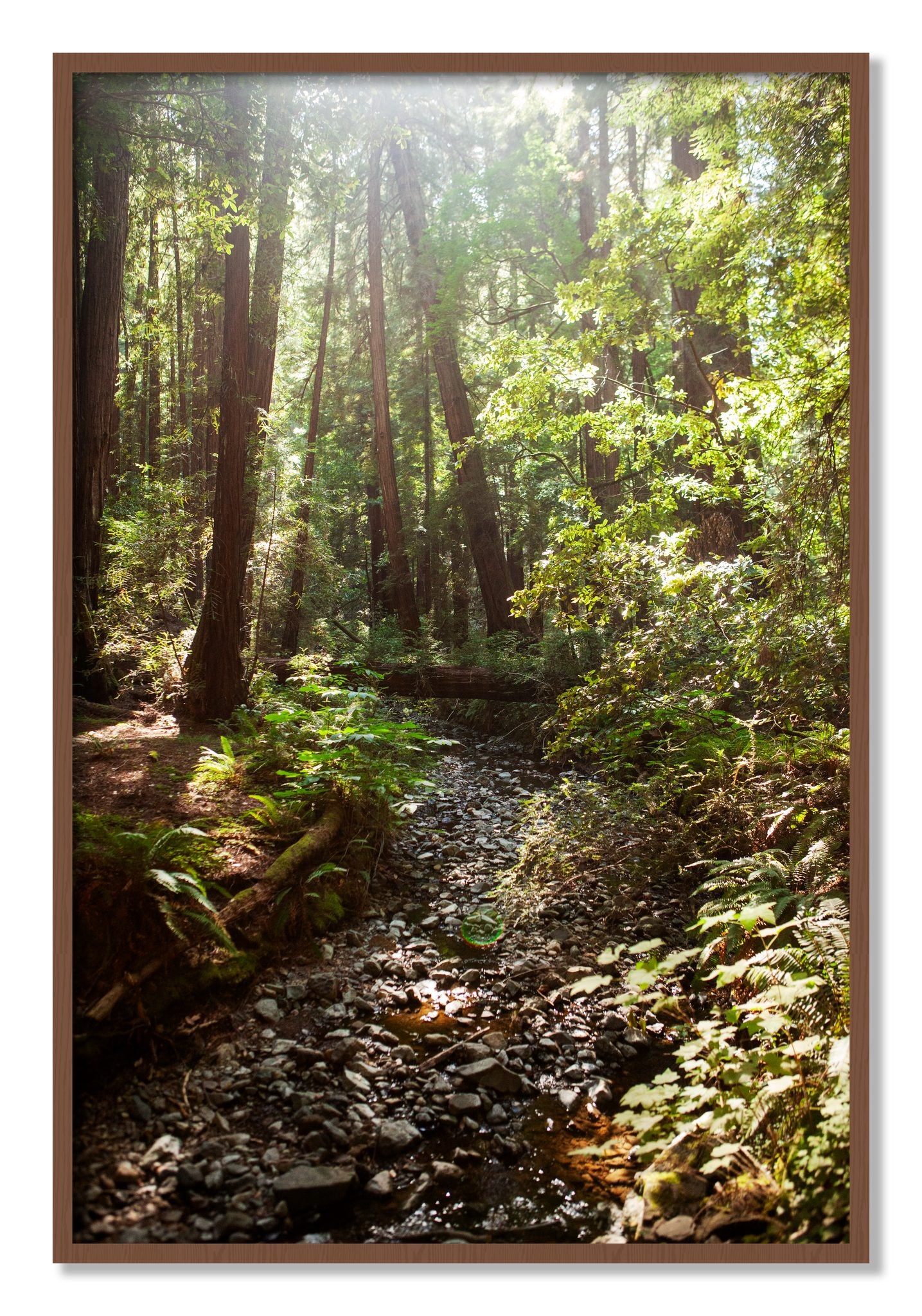 Framed photograph of Muir Woods California by Dylan Ozanich, Walnut frame, Full Bleed