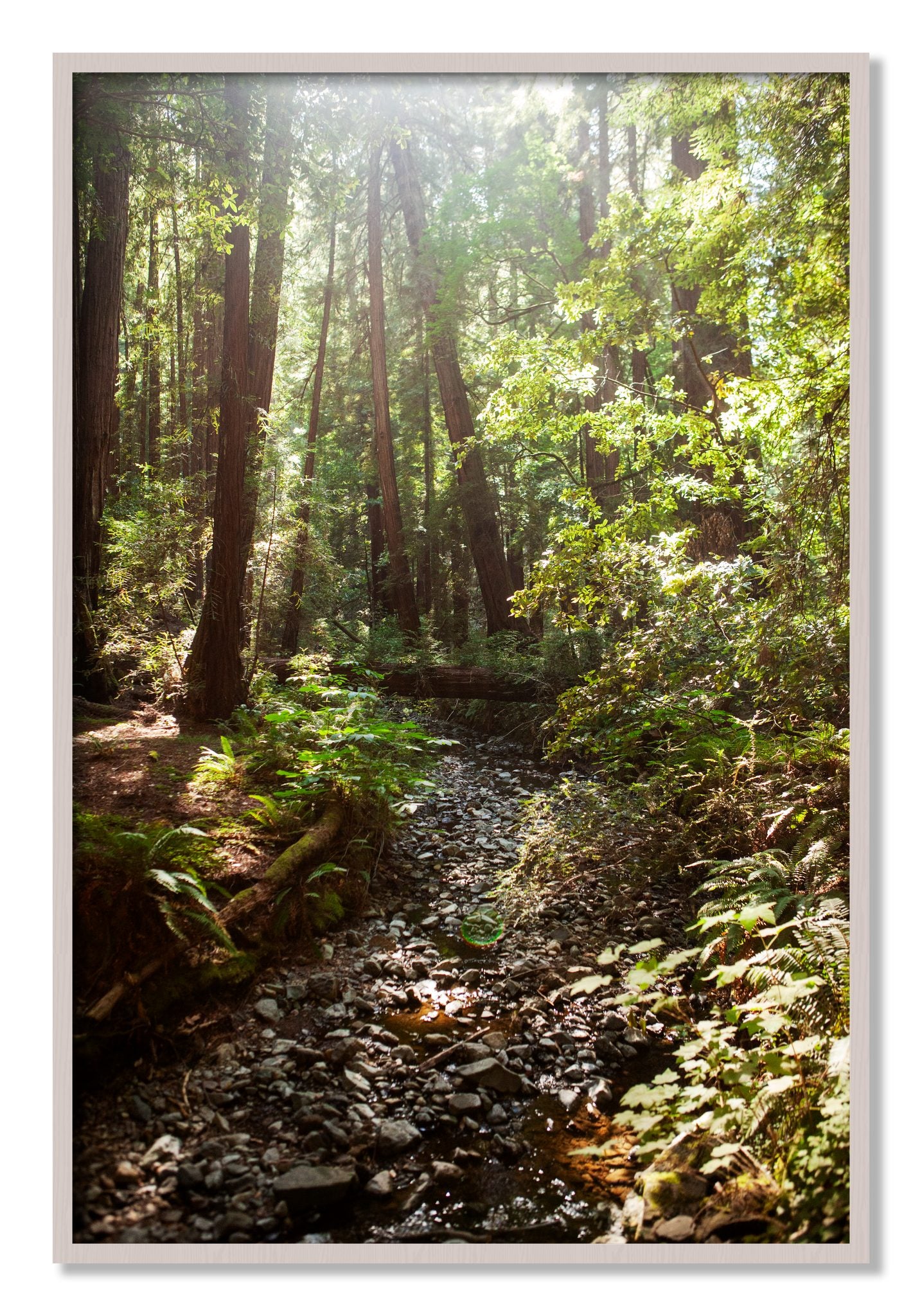 Framed photograph of Muir Woods California by Dylan Ozanich, White Maple frame, Full Bleed
