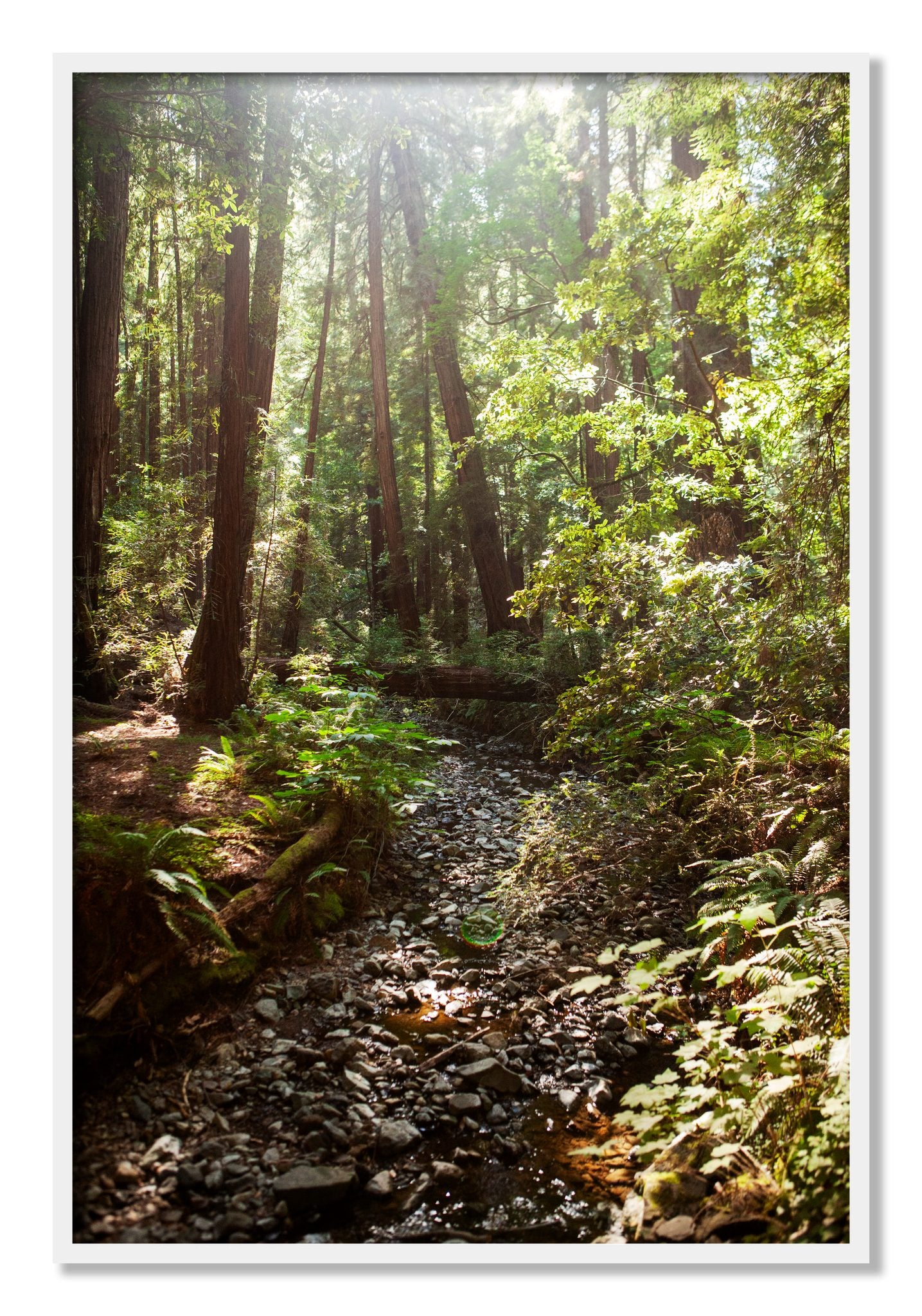 Framed photograph of Muir Woods California by Dylan Ozanich, White frame, Full Bleed
