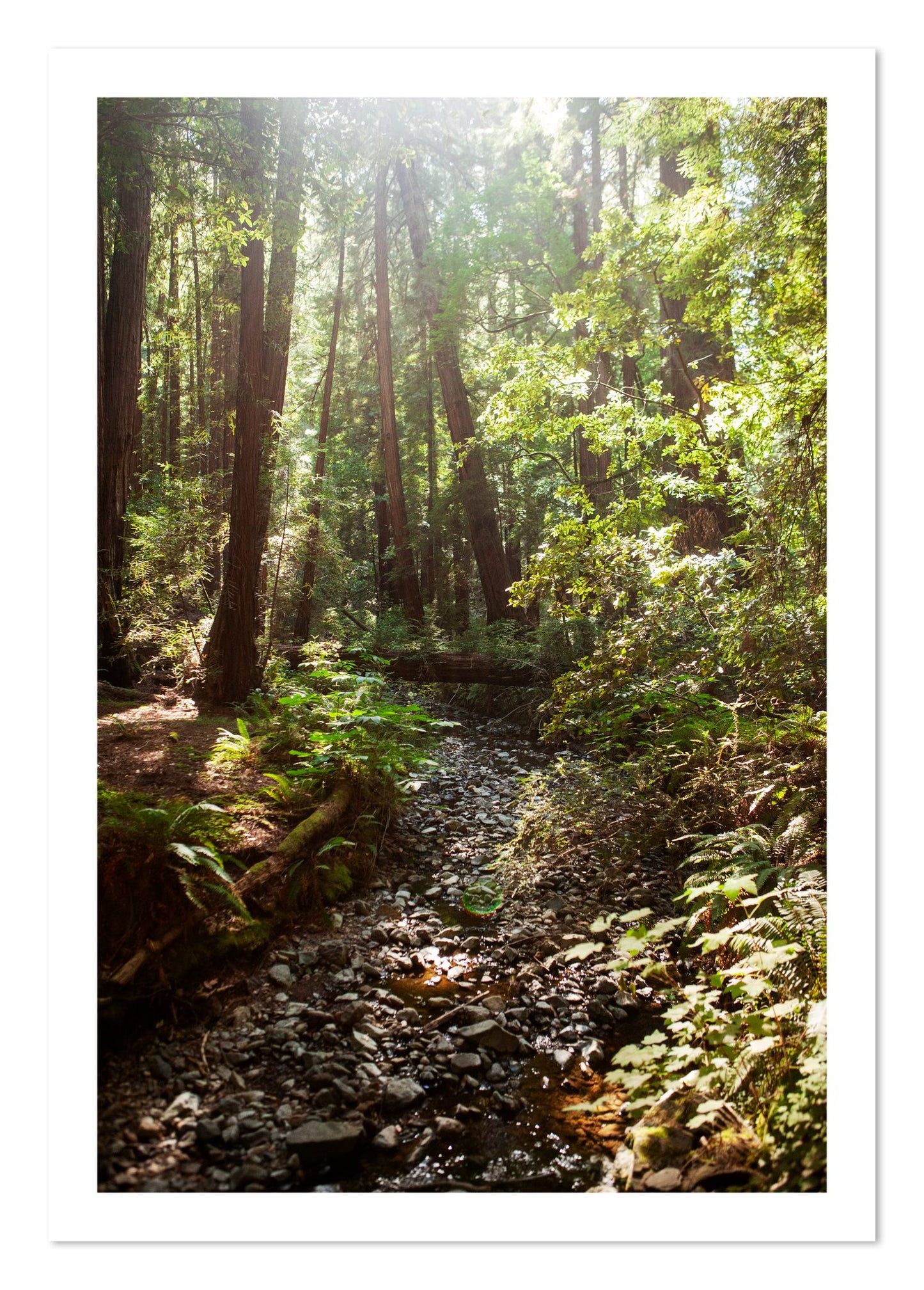 Fine art print of Muir Woods California by Dylan Ozanich, unframed
