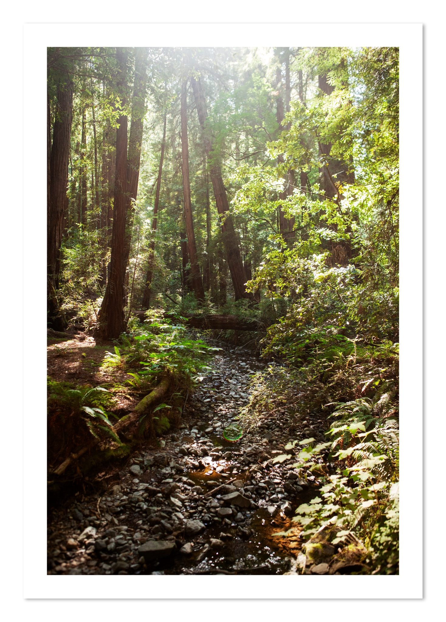 Fine art print of Muir Woods California by Dylan Ozanich, unframed