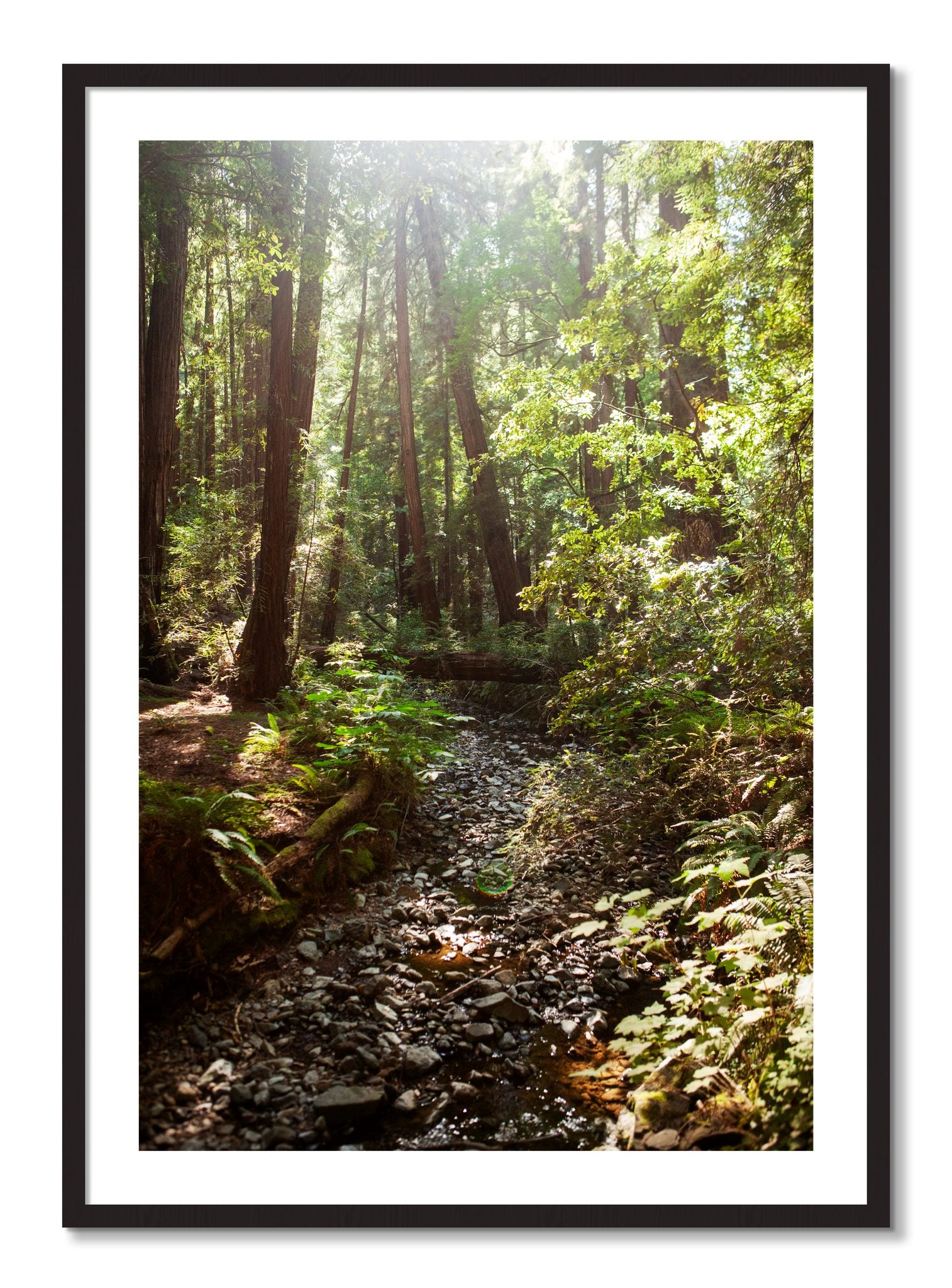 Framed photograph of Muir Woods California by Dylan Ozanich, Black Walnut frame, Borders