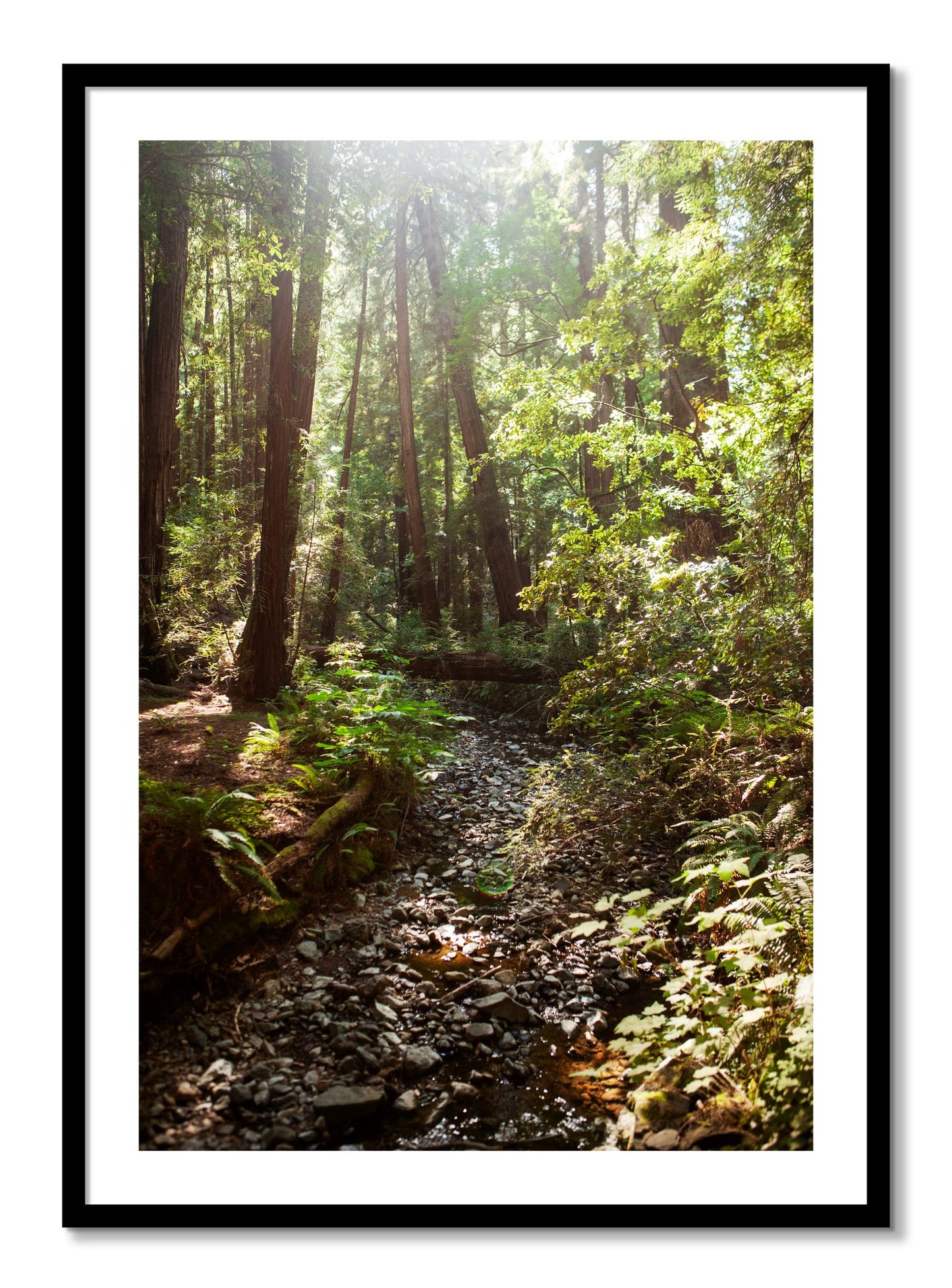 Framed photograph of Muir Woods California by Dylan Ozanich, Black frame, Borders