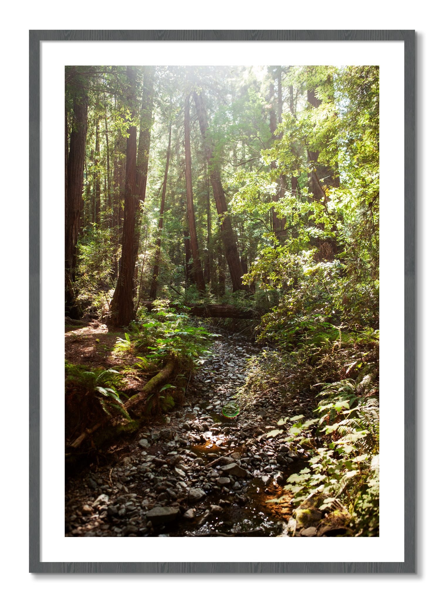 Framed photograph of Muir Woods California by Dylan Ozanich, Grey frame, Borders