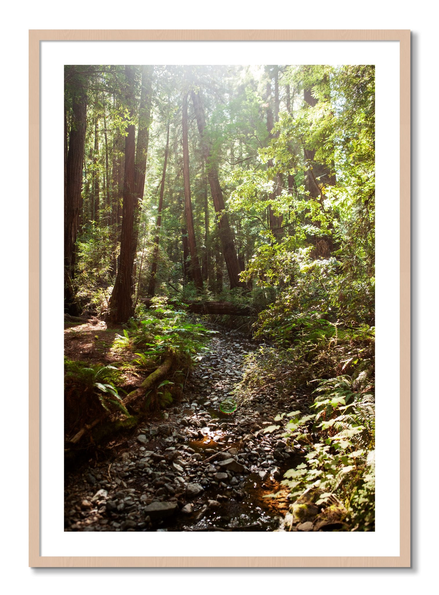 Framed photograph of Muir Woods California by Dylan Ozanich, Maple frame, Borders