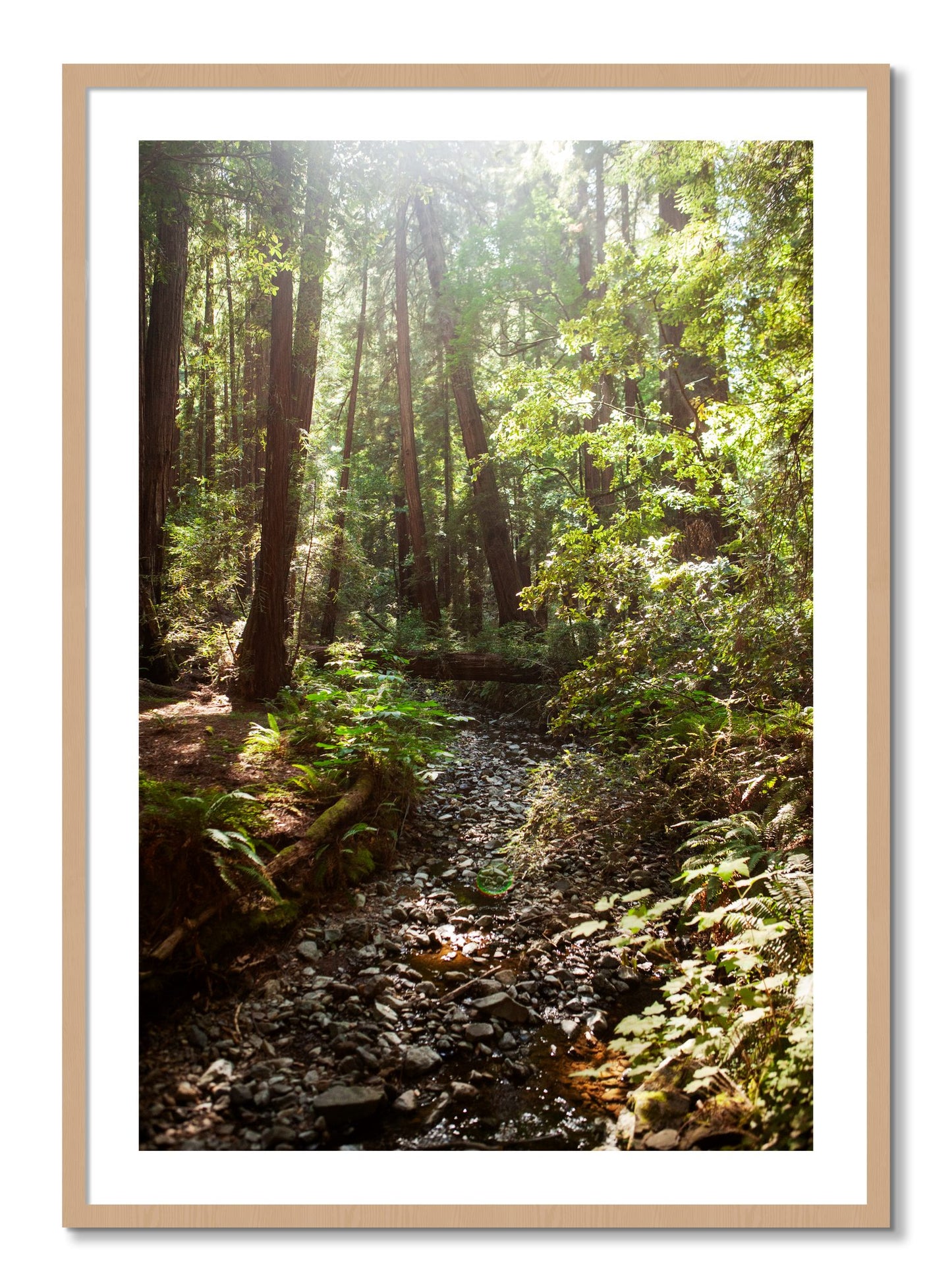 Framed photograph of Muir Woods California by Dylan Ozanich, Oak frame, Borders