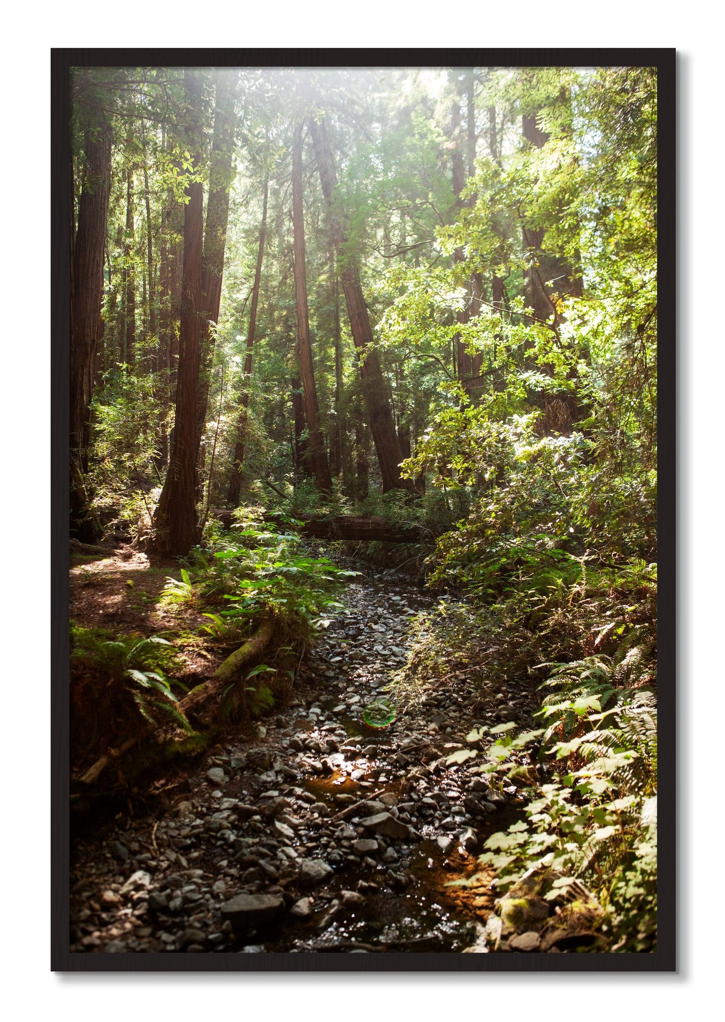 Framed photograph of Muir Woods California by Dylan Ozanich, Black Walnut frame, Full Bleed