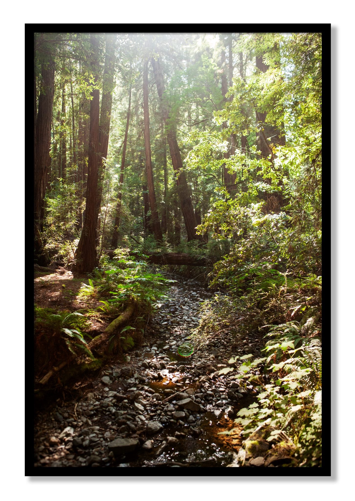 Framed photograph of Muir Woods California by Dylan Ozanich, Black frame, Full Bleed