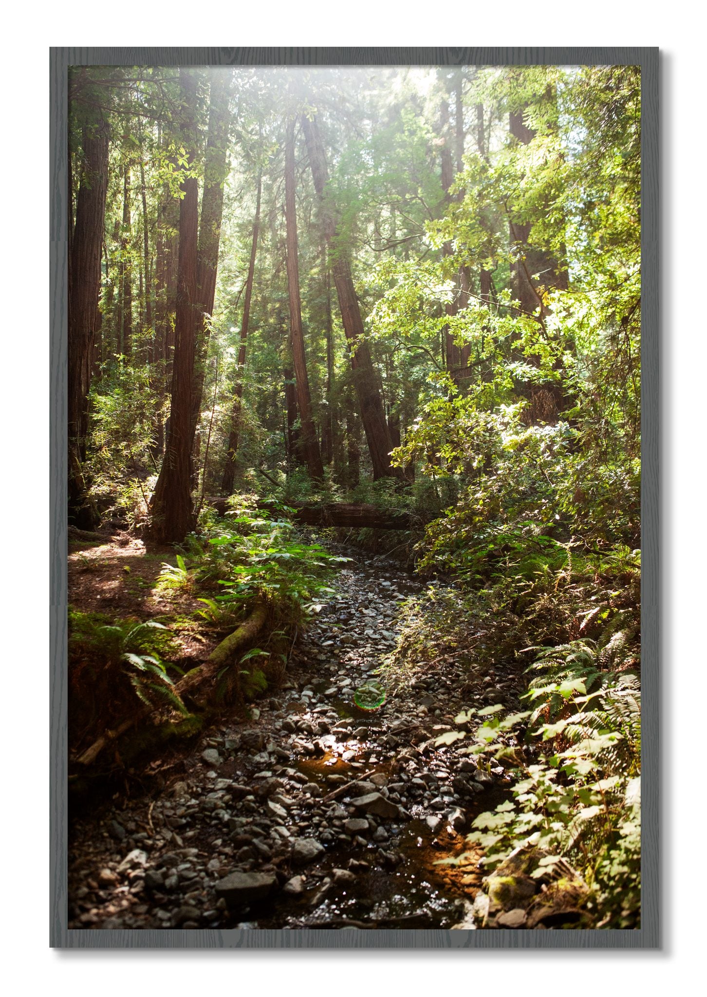 Framed photograph of Muir Woods California by Dylan Ozanich, Grey frame, Full Bleed