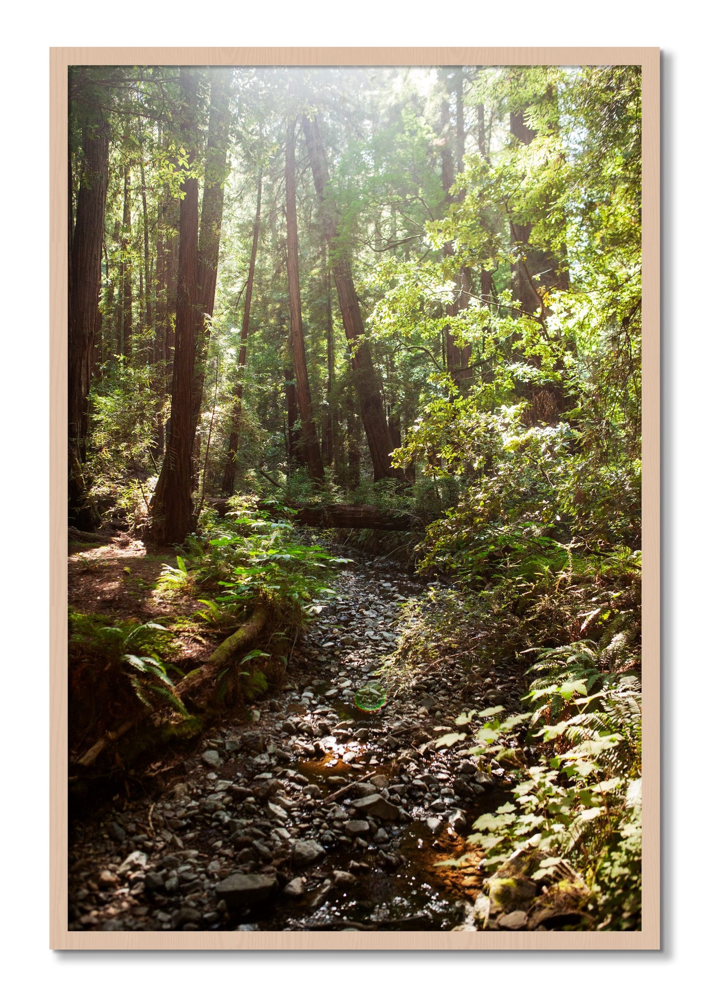 Framed photograph of Muir Woods California by Dylan Ozanich, Maple frame, Full Bleed