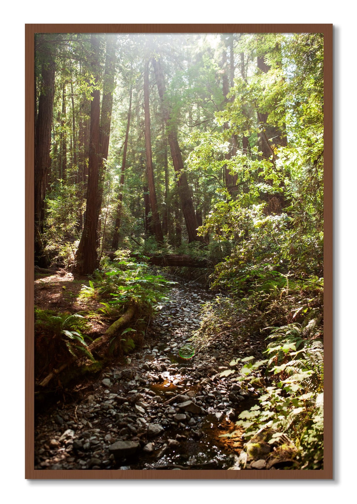Framed photograph of Muir Woods California by Dylan Ozanich, Walnut frame, Full Bleed
