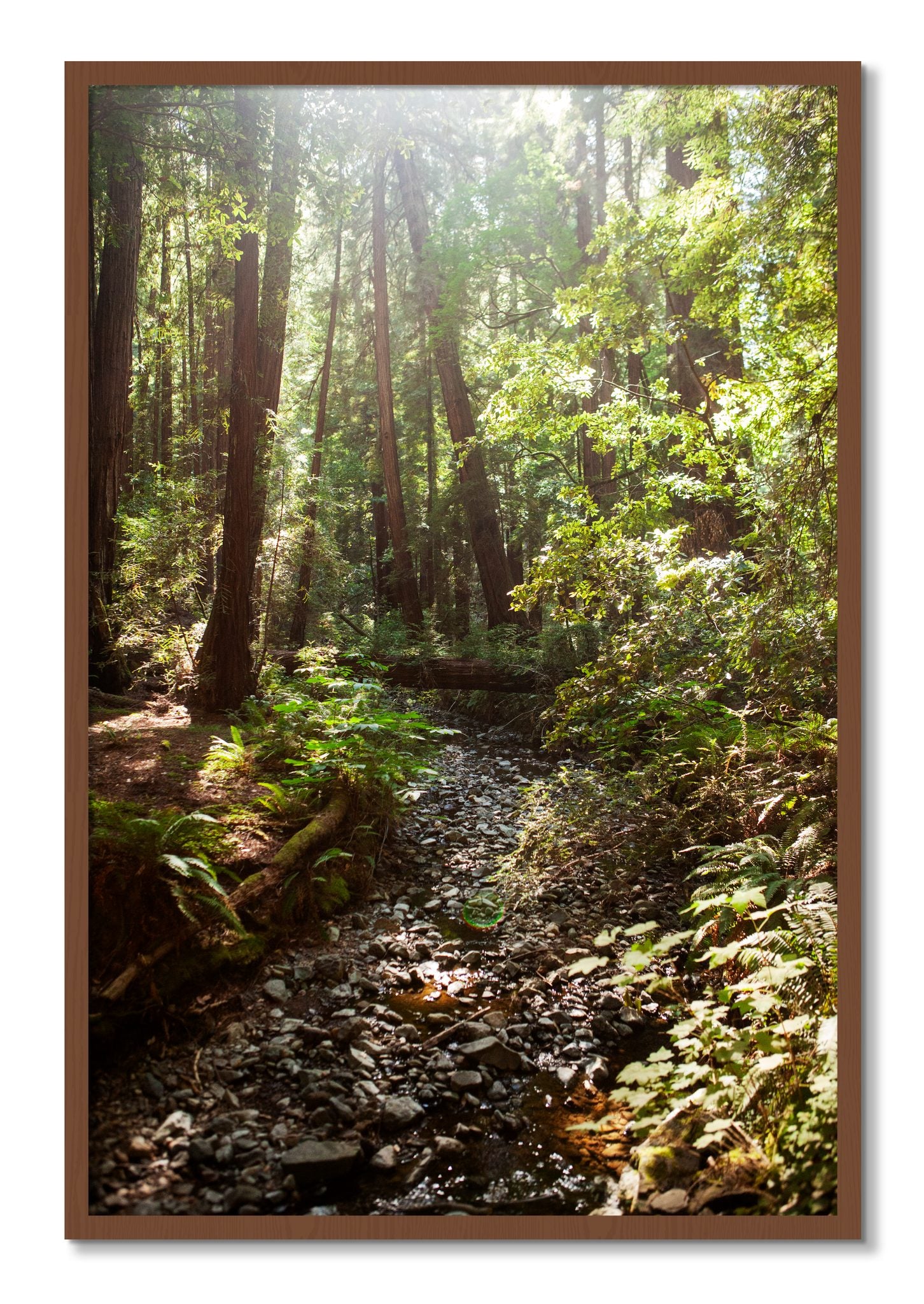 Framed photograph of Muir Woods California by Dylan Ozanich, Walnut frame, Full Bleed