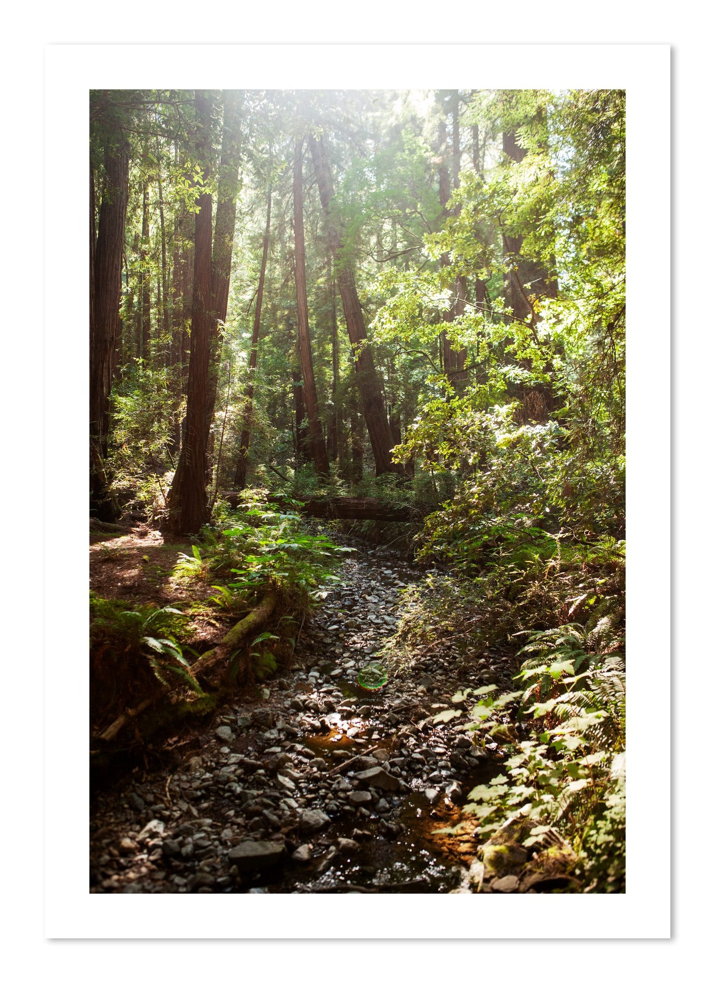 Fine art print of Muir Woods California by Dylan Ozanich, unframed