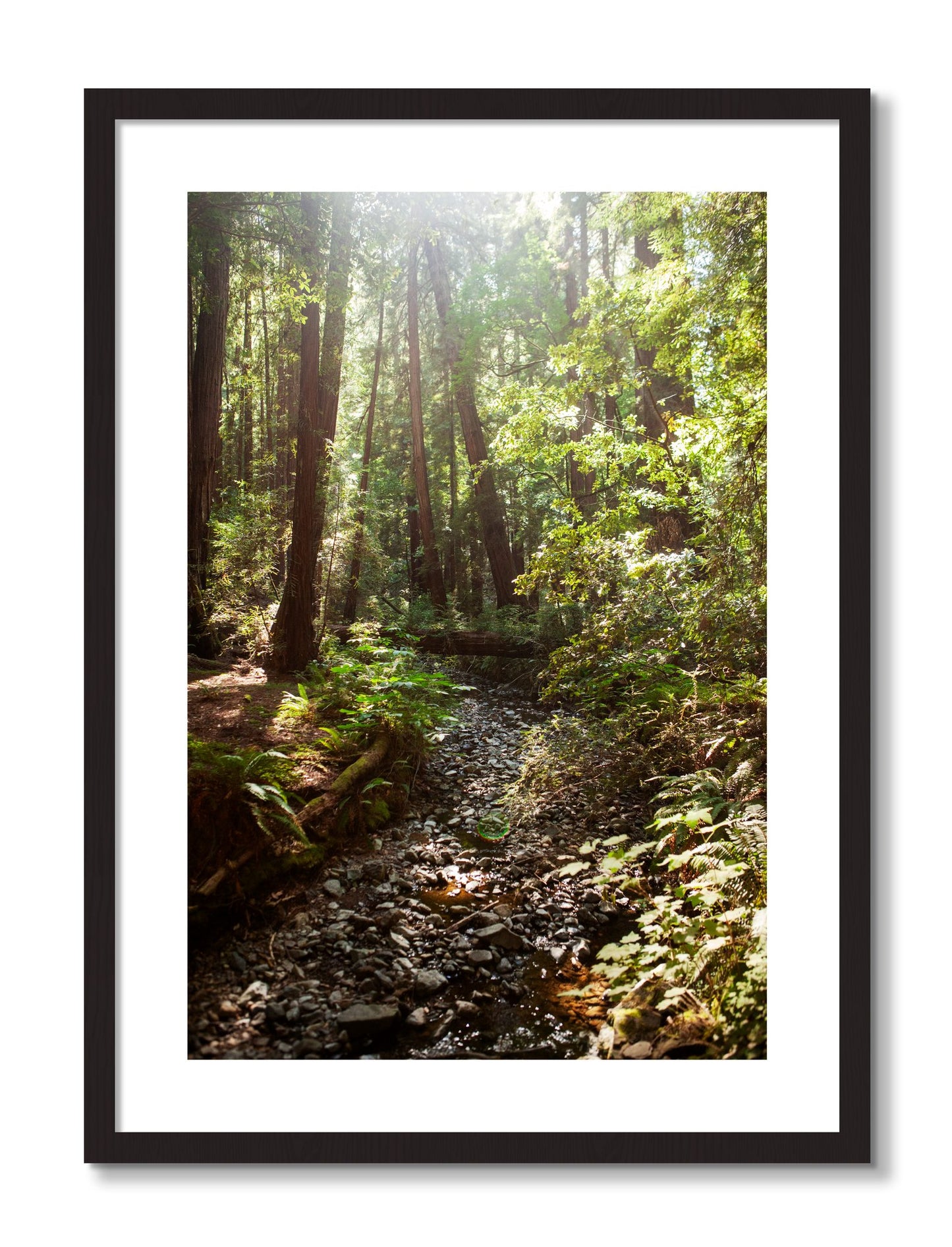 Framed photograph of Muir Woods California by Dylan Ozanich, Black Walnut frame, Borders