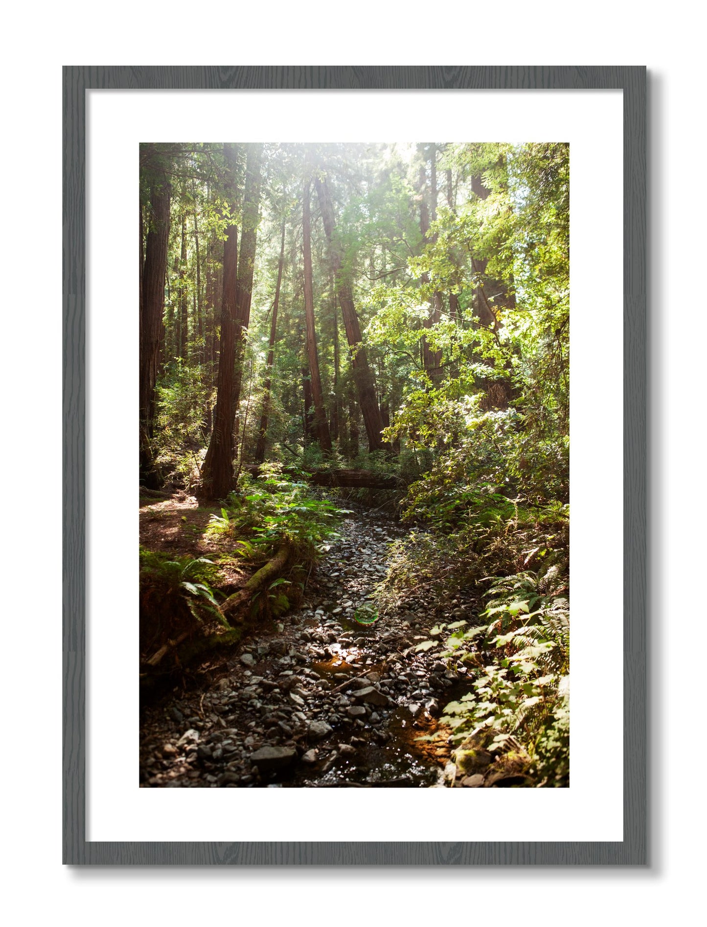 Framed photograph of Muir Woods California by Dylan Ozanich, Grey frame, Borders