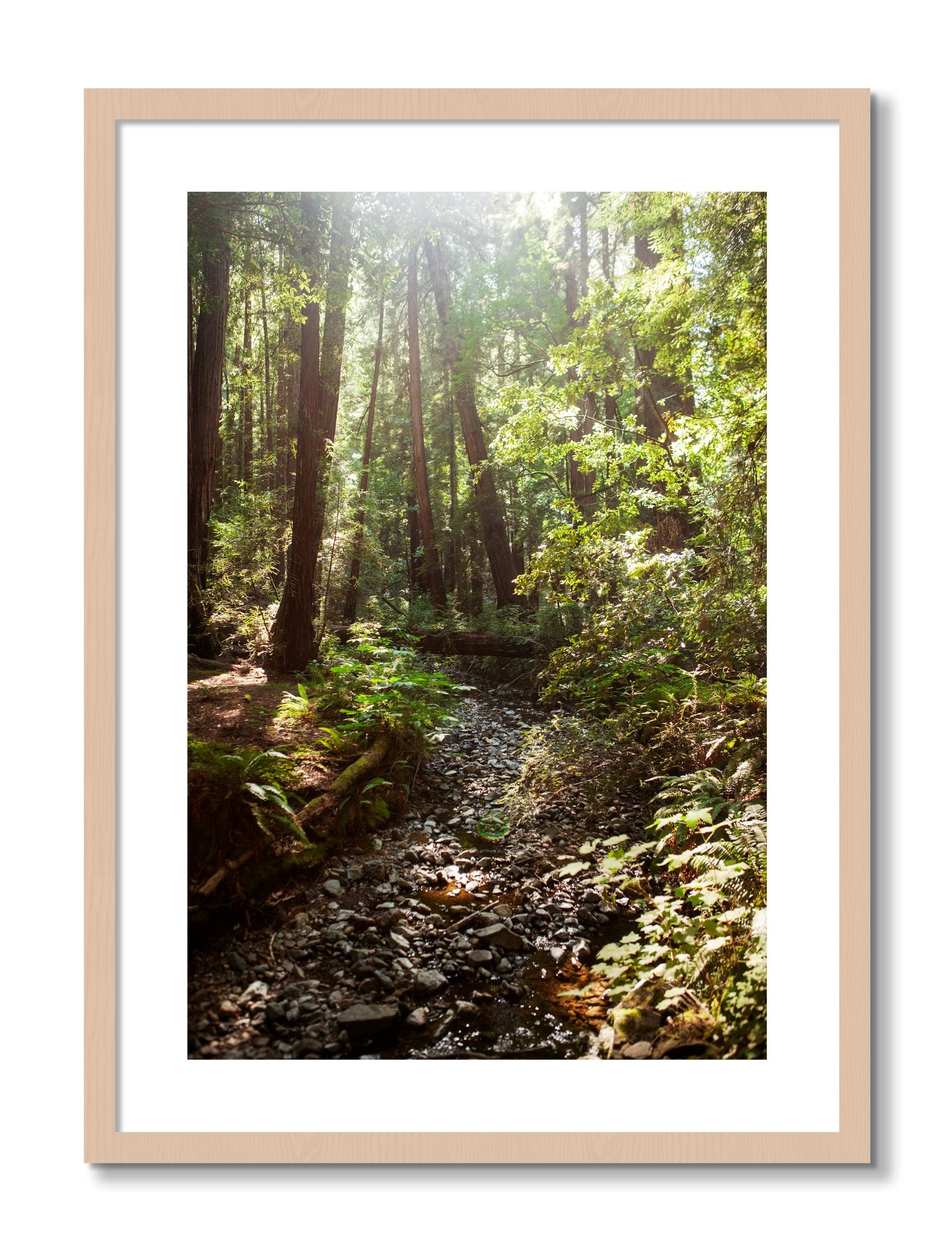 Framed photograph of Muir Woods California by Dylan Ozanich, Maple frame, Borders