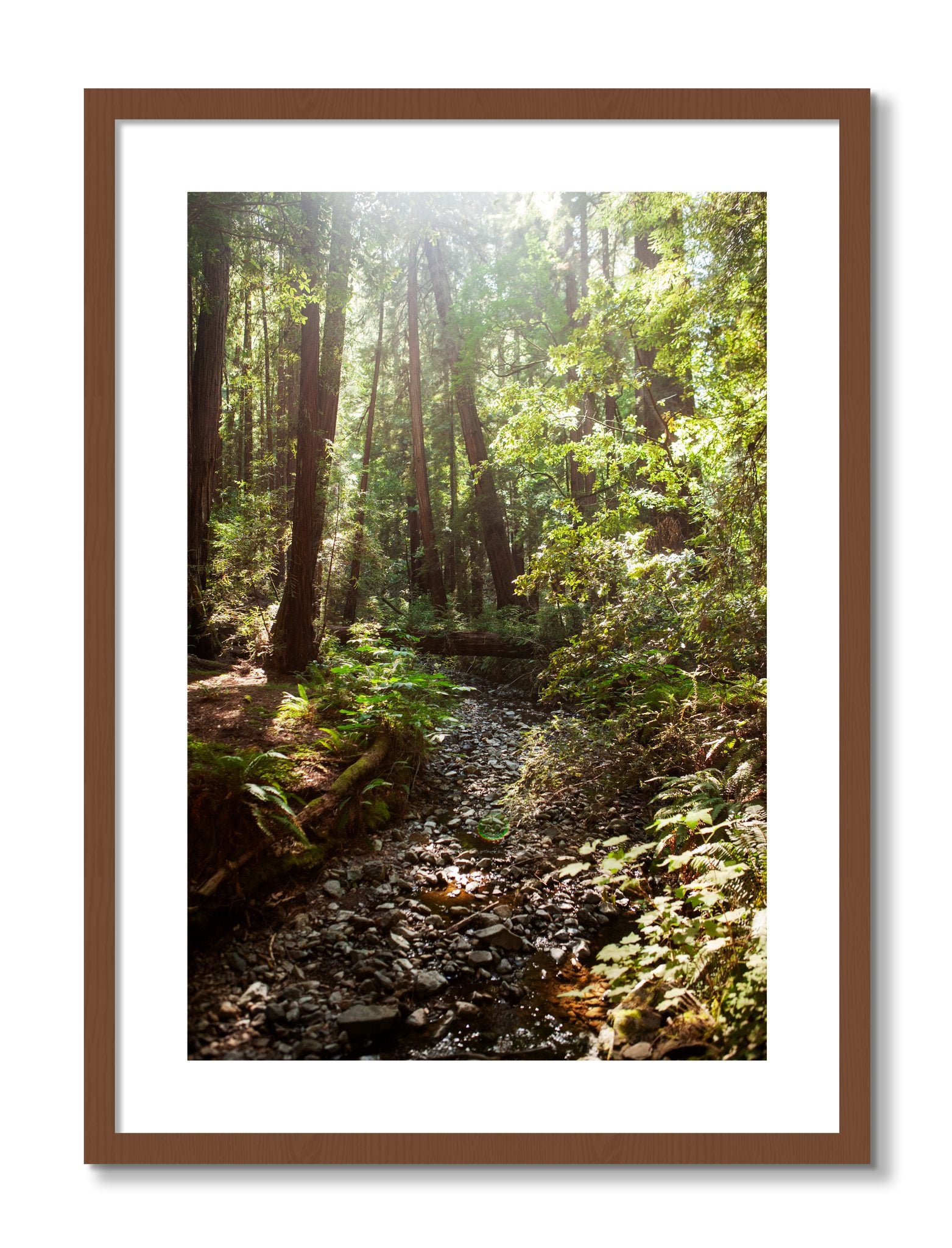 Framed photograph of Muir Woods California by Dylan Ozanich, Walnut frame, Borders