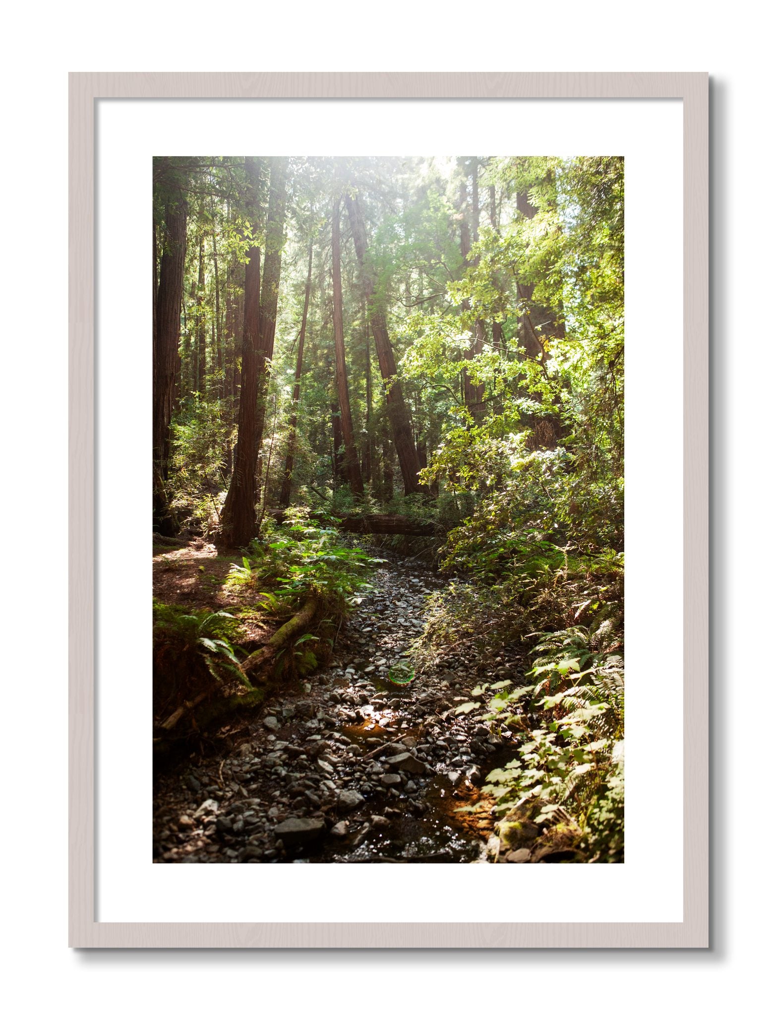 Framed photograph of Muir Woods California by Dylan Ozanich, White Maple frame, Borders
