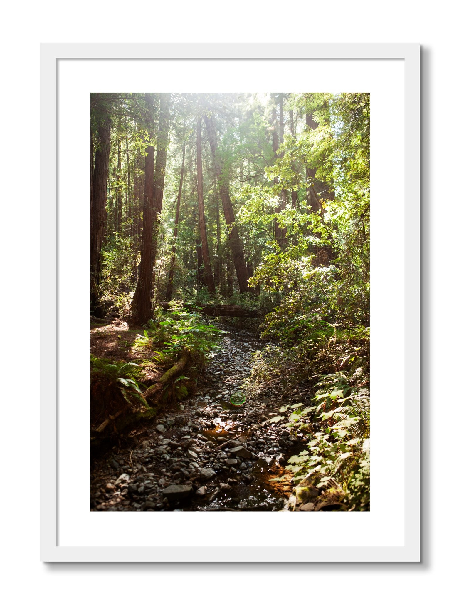 Framed photograph of Muir Woods California by Dylan Ozanich, White frame, Borders