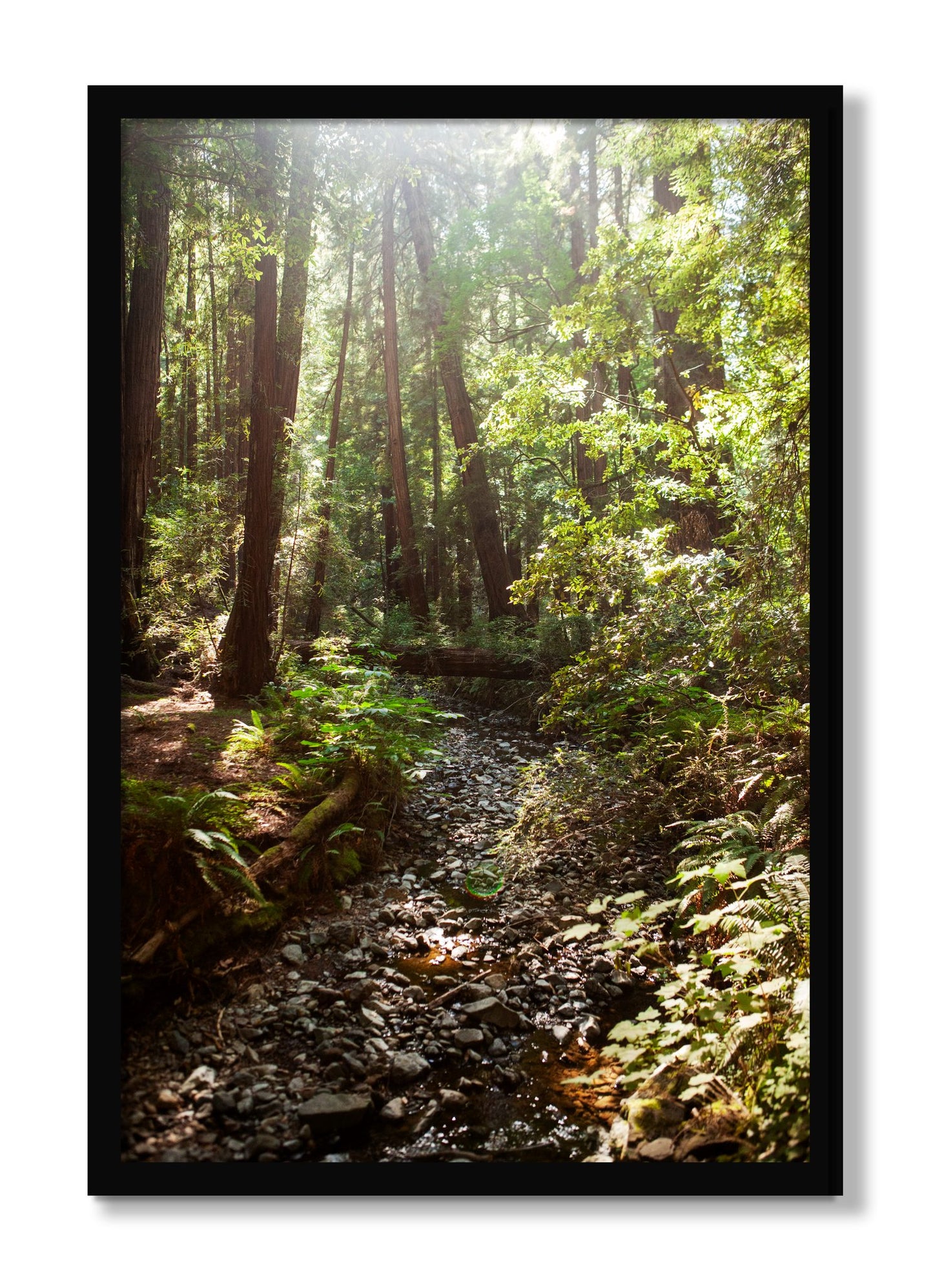 Framed photograph of Muir Woods California by Dylan Ozanich, Black frame, Full Bleed