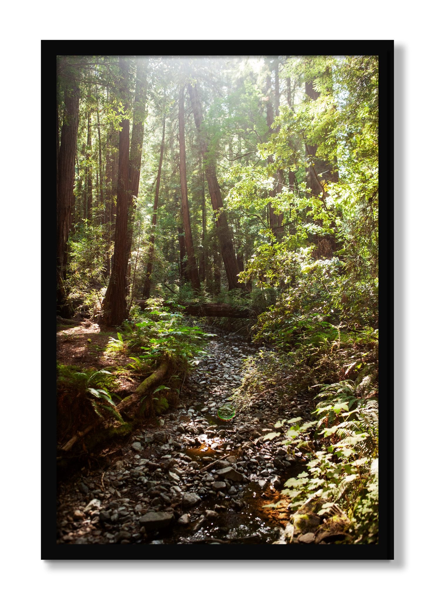 Framed photograph of Muir Woods California by Dylan Ozanich, Black frame, Full Bleed