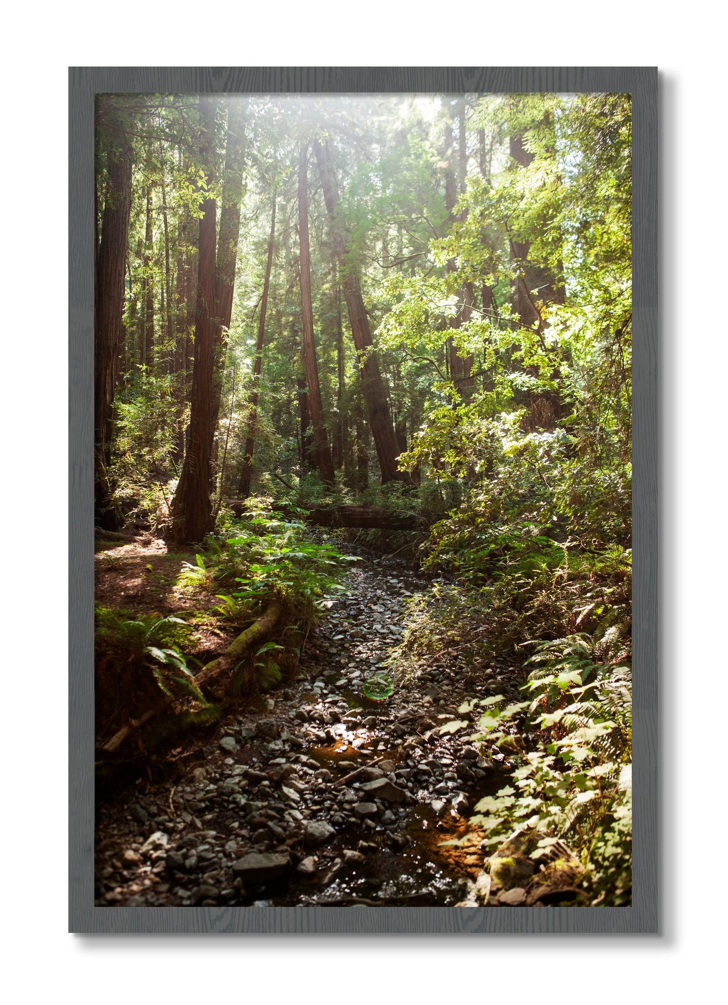 Framed photograph of Muir Woods California by Dylan Ozanich, Grey frame, Full Bleed