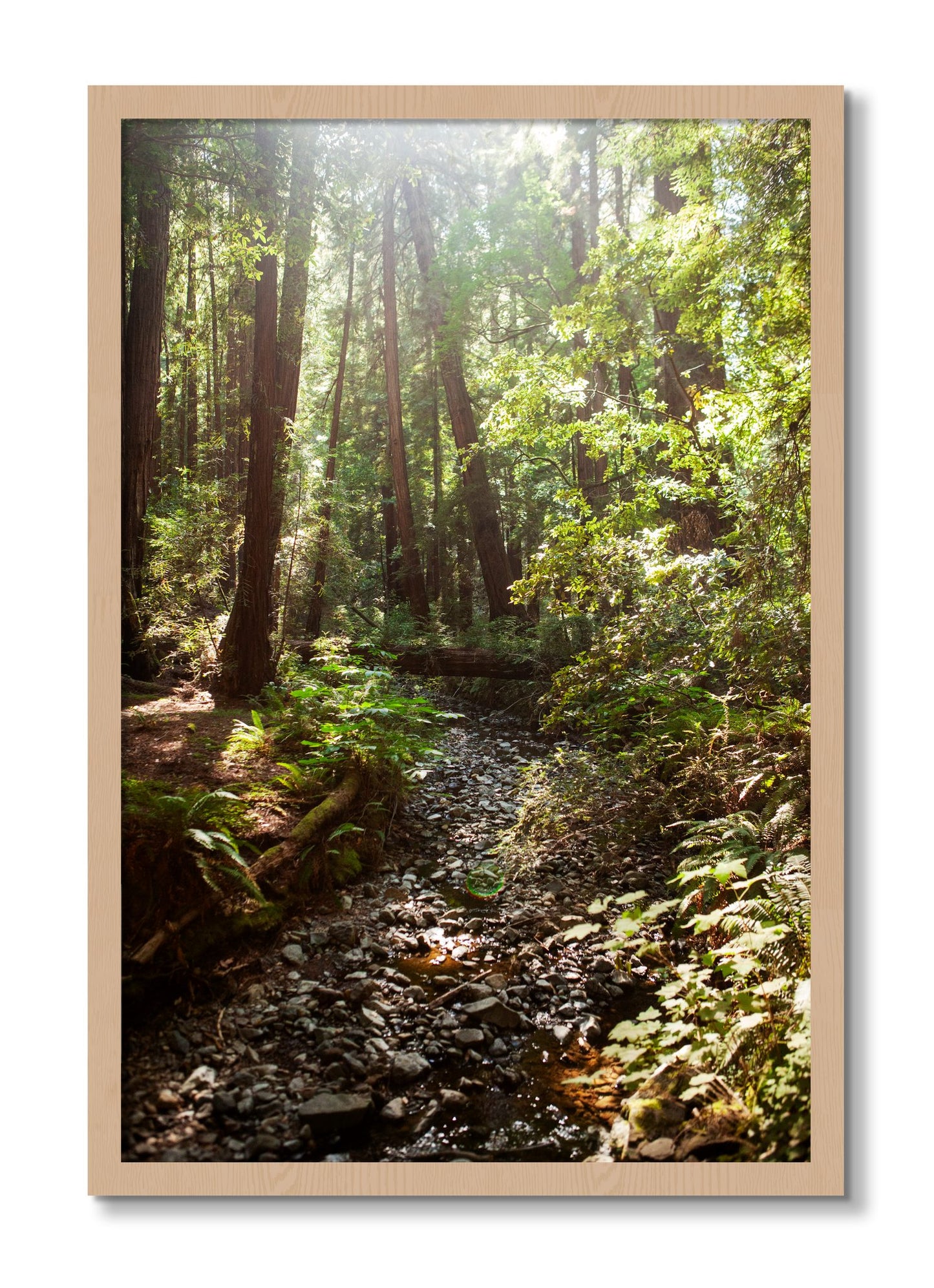 Framed photograph of Muir Woods California by Dylan Ozanich, Oak frame, Full Bleed
