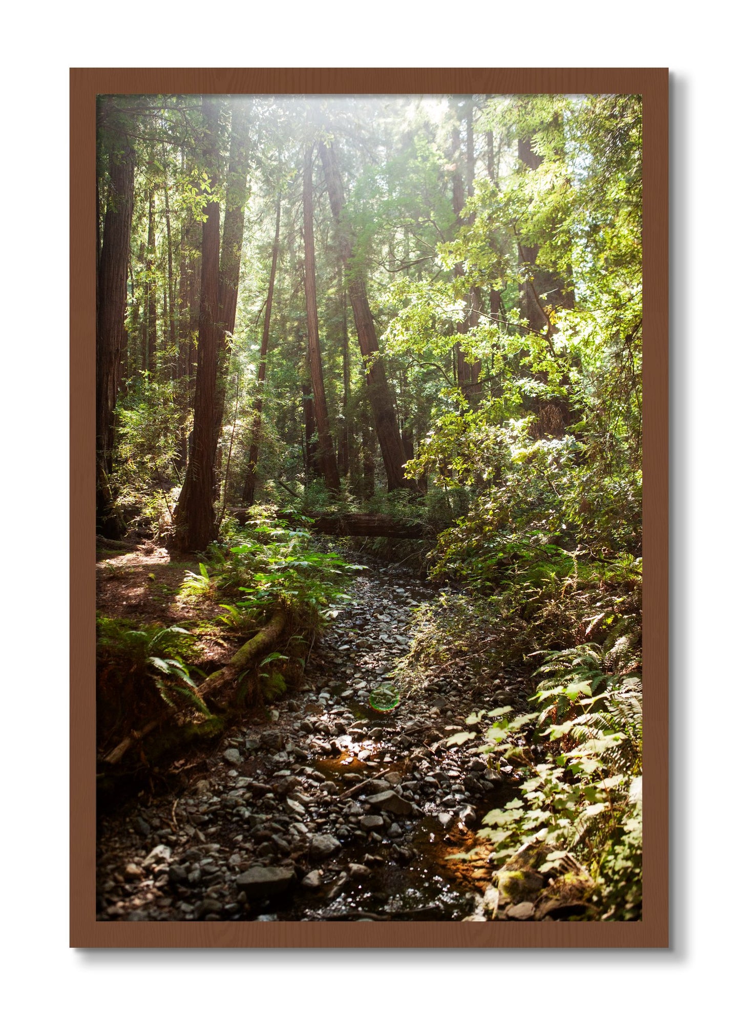 Framed photograph of Muir Woods California by Dylan Ozanich, Walnut frame, Full Bleed