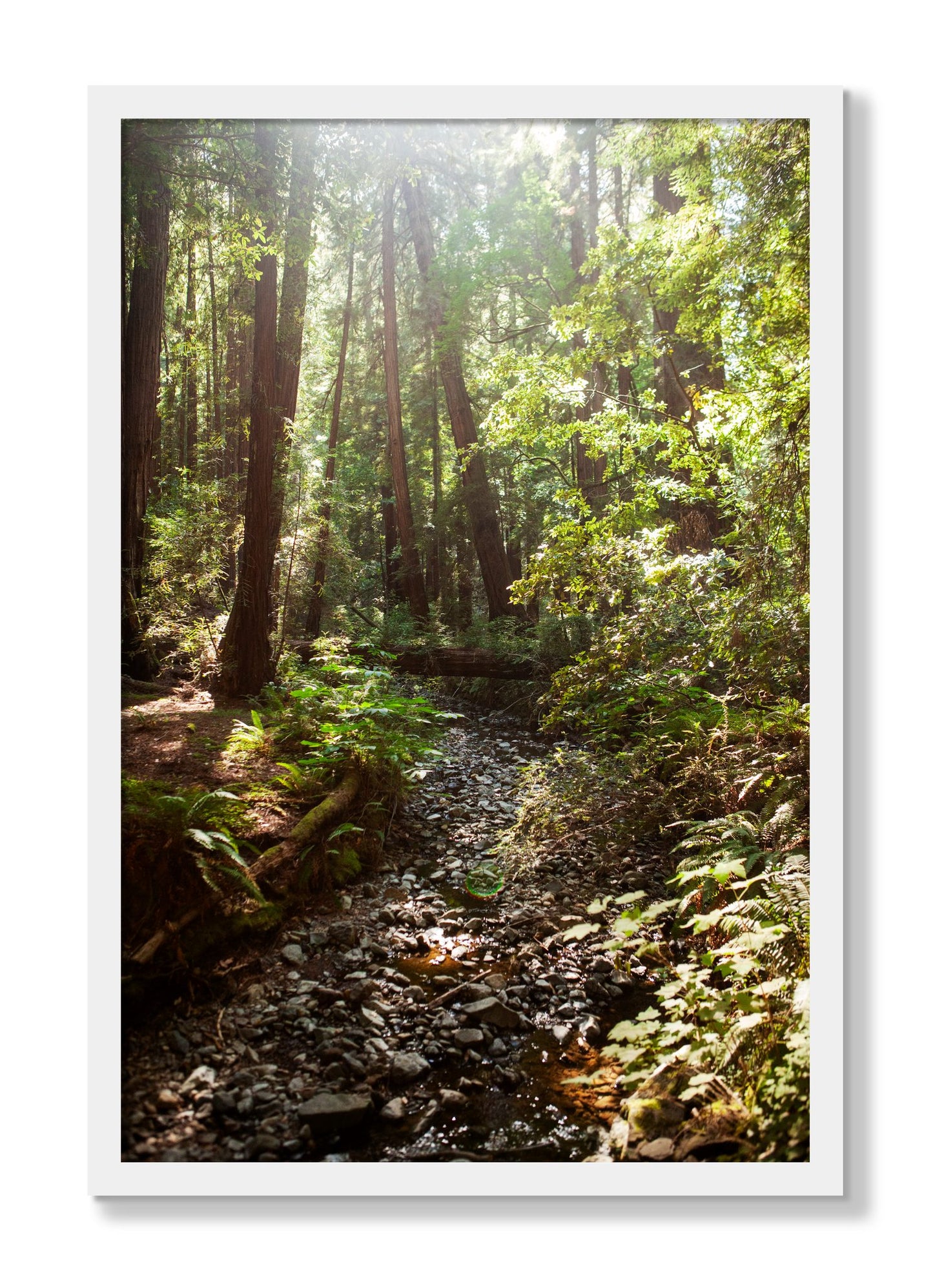 Framed photograph of Muir Woods California by Dylan Ozanich, White frame, Full Bleed