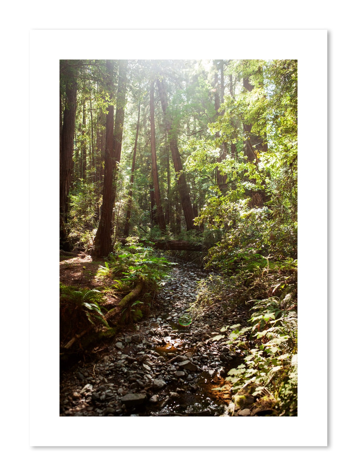 Fine art print of Muir Woods California by Dylan Ozanich, unframed