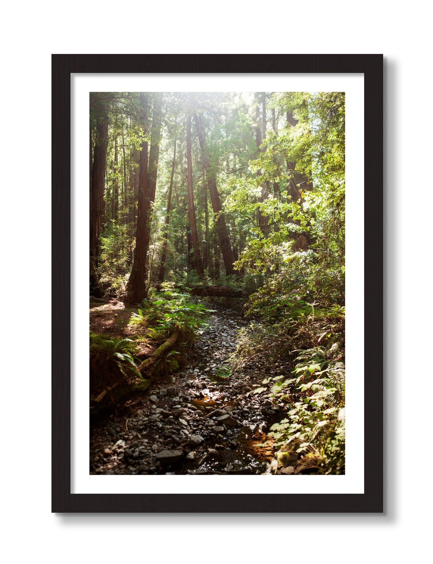 Framed photograph of Muir Woods California by Dylan Ozanich, Black frame, Borders