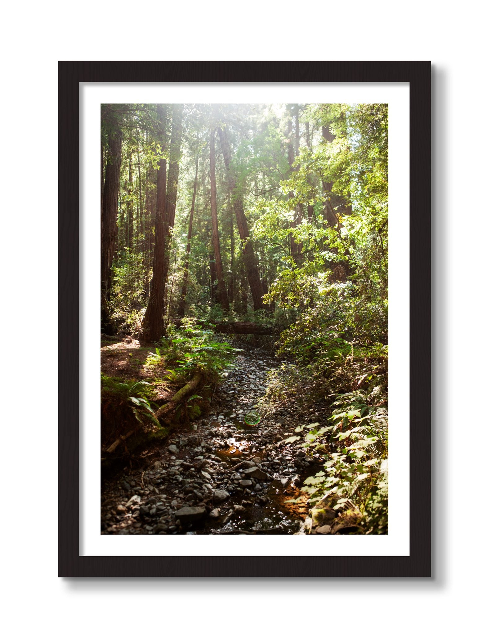 Framed photograph of Muir Woods California by Dylan Ozanich, Black frame, Borders