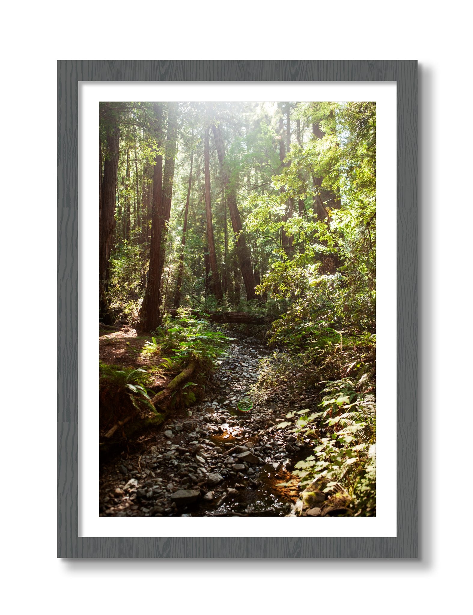 Framed photograph of Muir Woods California by Dylan Ozanich, Grey frame, Borders