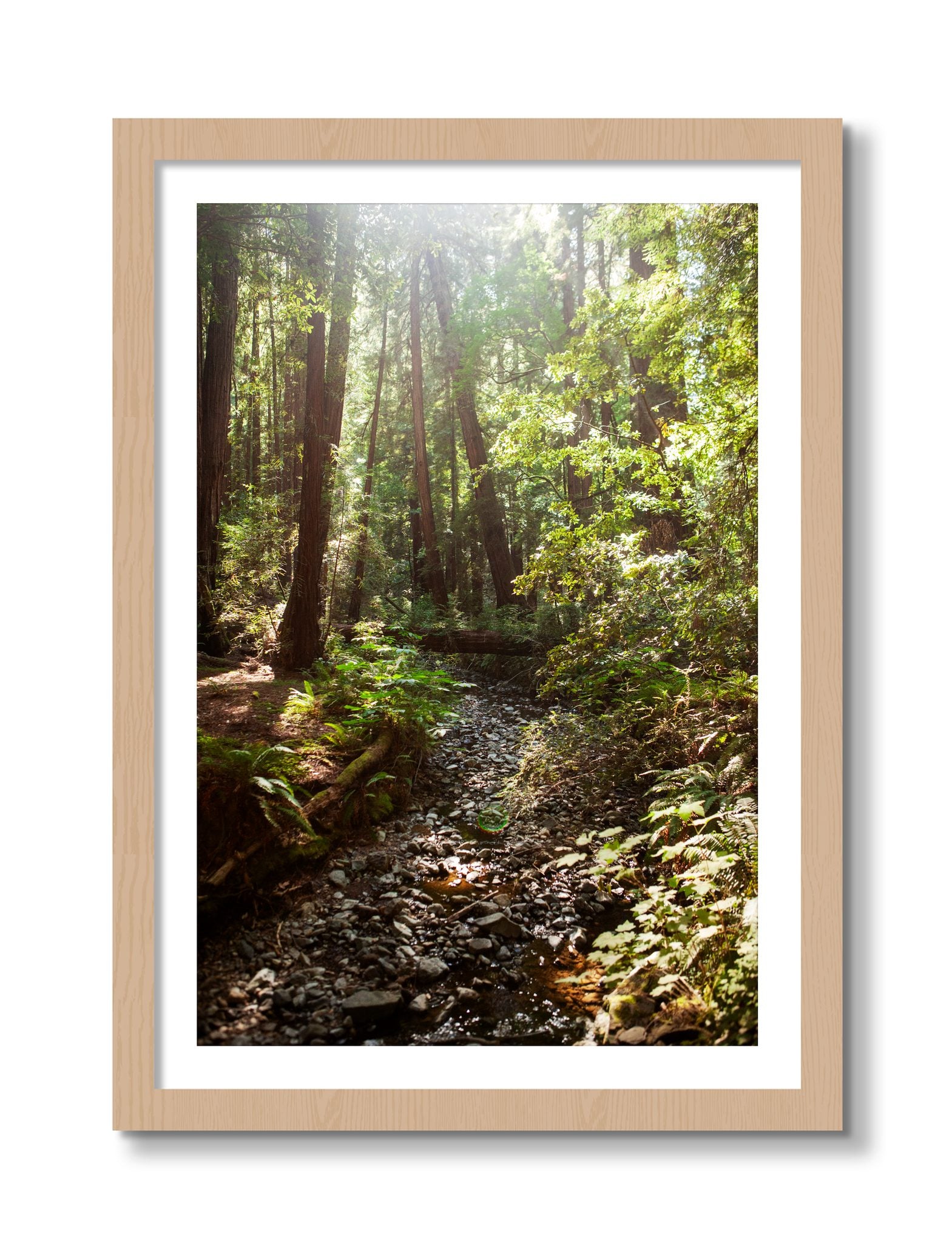 Framed photograph of Muir Woods California by Dylan Ozanich, Oak frame, Borders