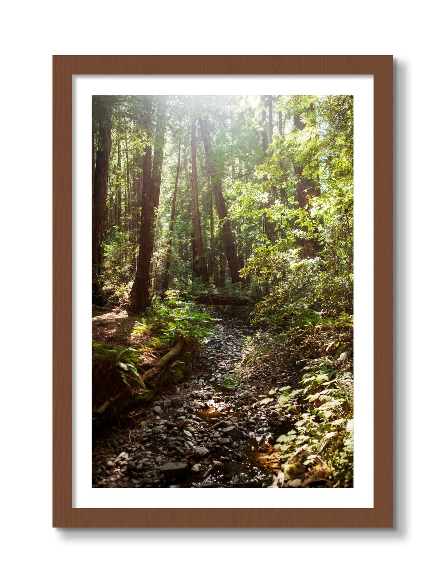 Framed photograph of Muir Woods California by Dylan Ozanich, Walnut frame, Borders