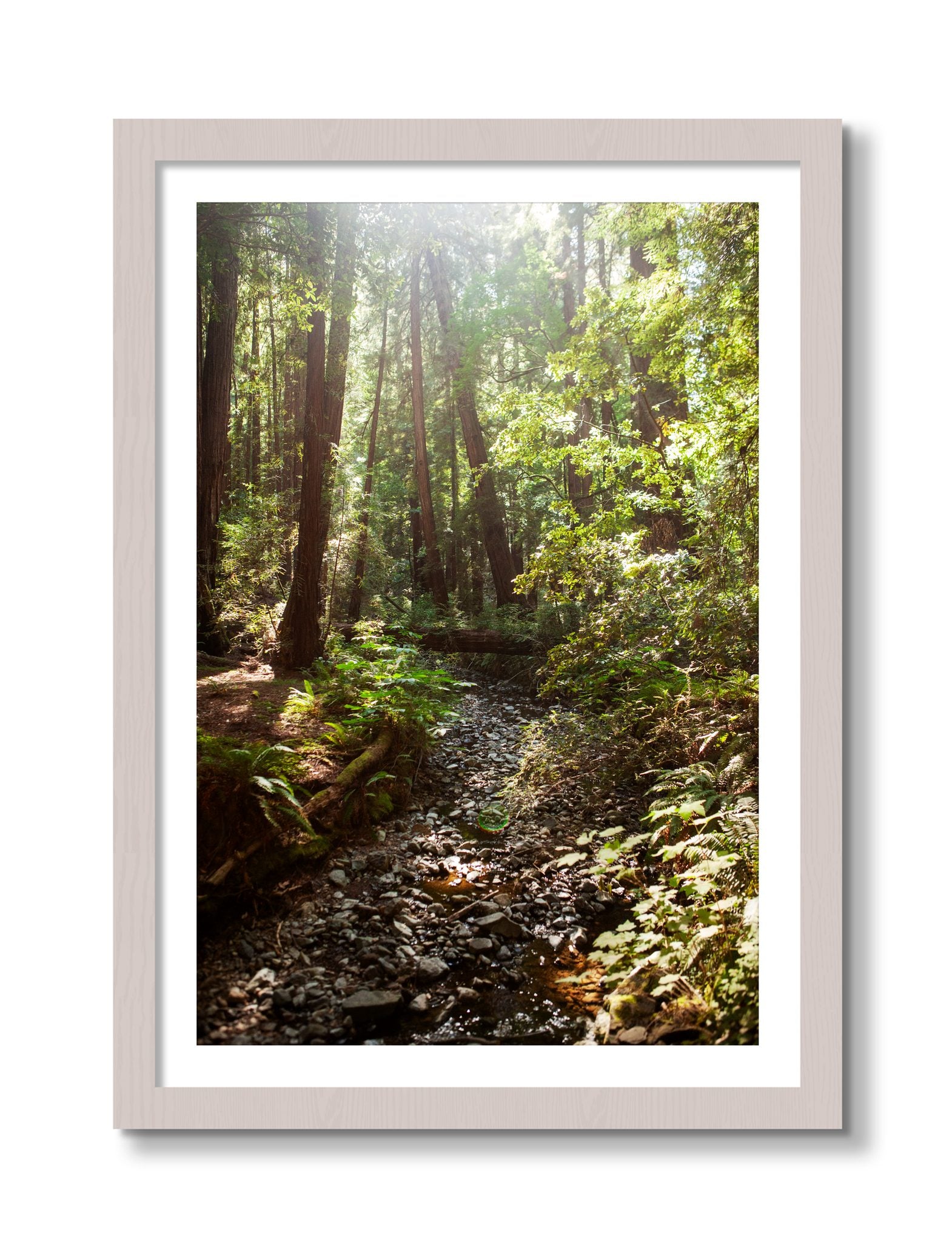Framed photograph of Muir Woods California by Dylan Ozanich, White Maple frame, Borders