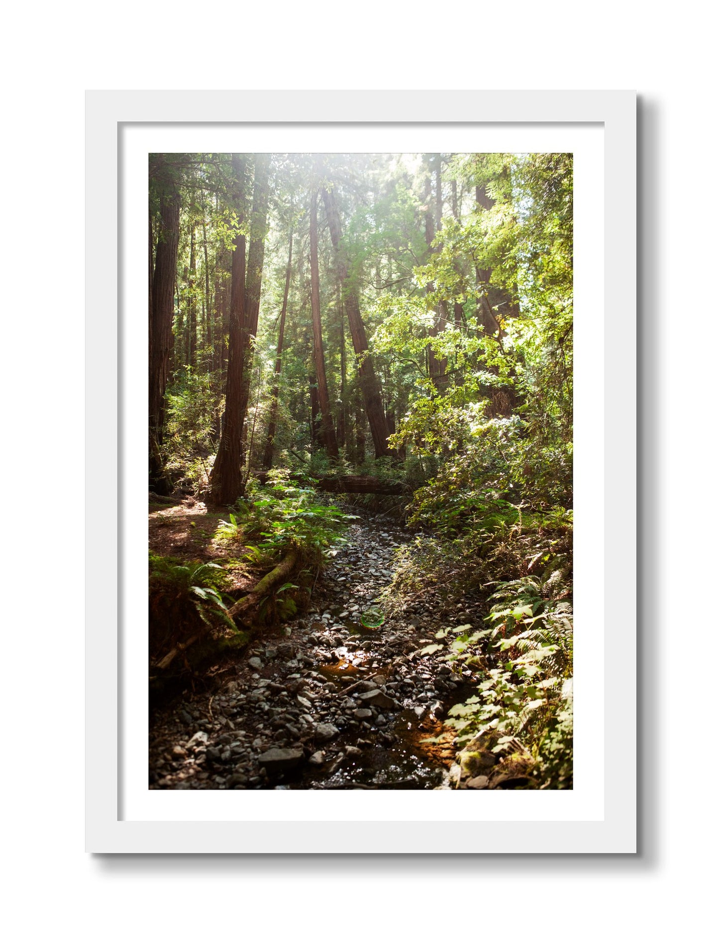 Framed photograph of Muir Woods California by Dylan Ozanich, White frame, Borders