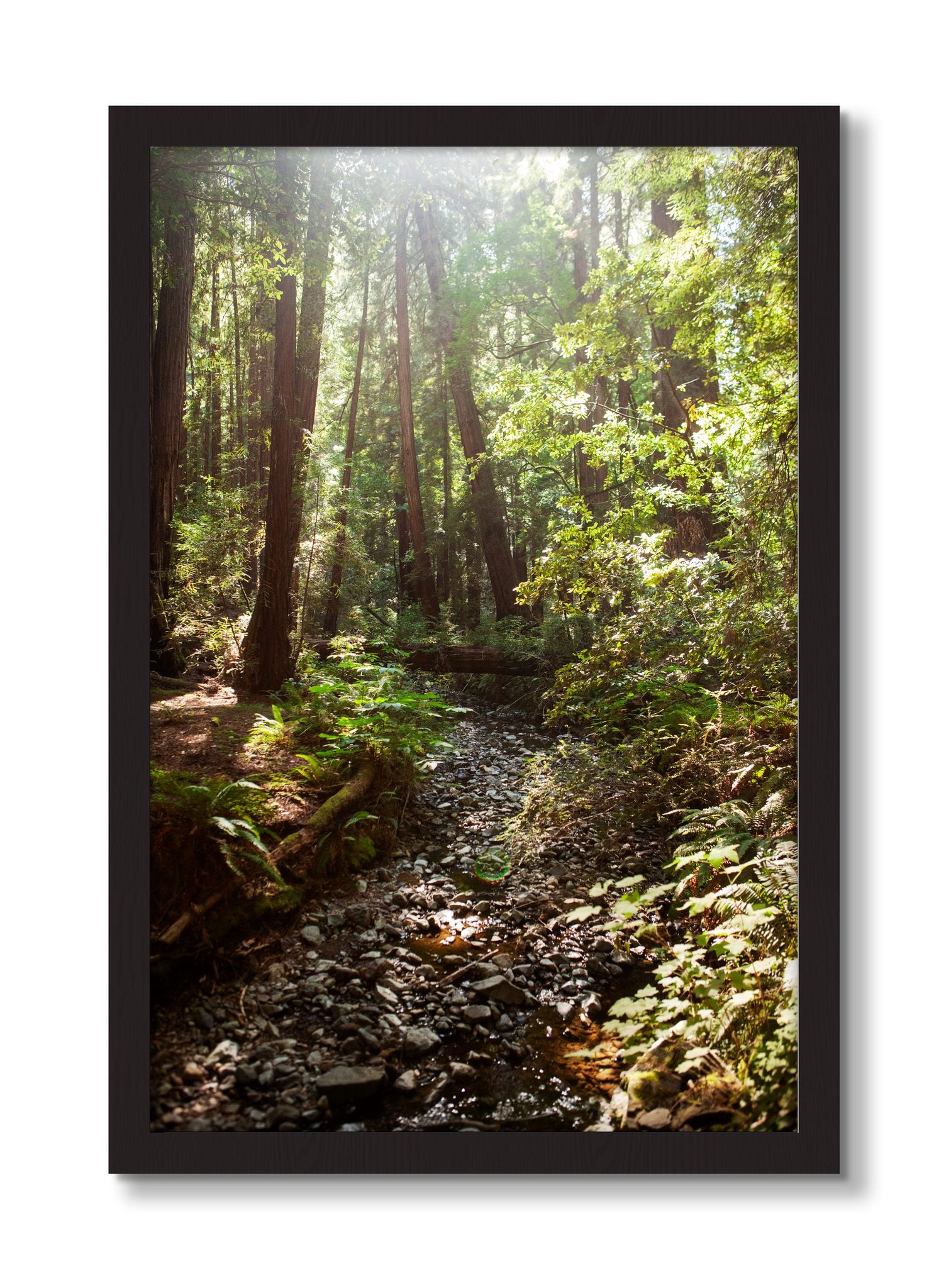 Framed photograph of Muir Woods California by Dylan Ozanich, Black Walnut frame, Full Bleed