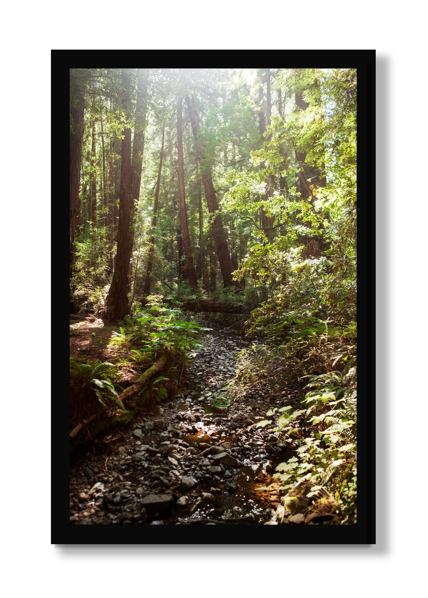 Framed photograph of Muir Woods California by Dylan Ozanich, Black frame, Full Bleed