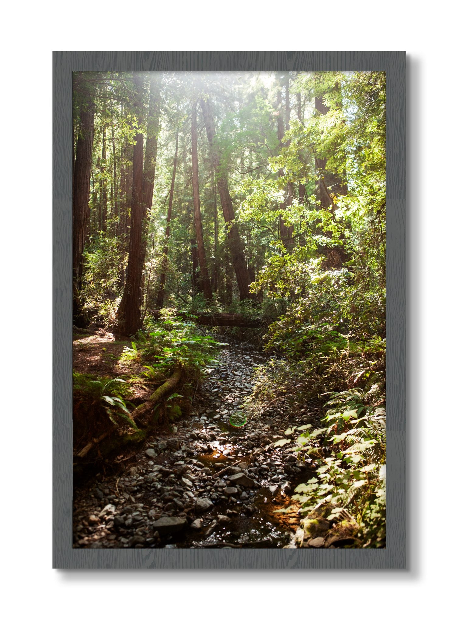 Framed photograph of Muir Woods California by Dylan Ozanich, Grey frame, Full Bleed