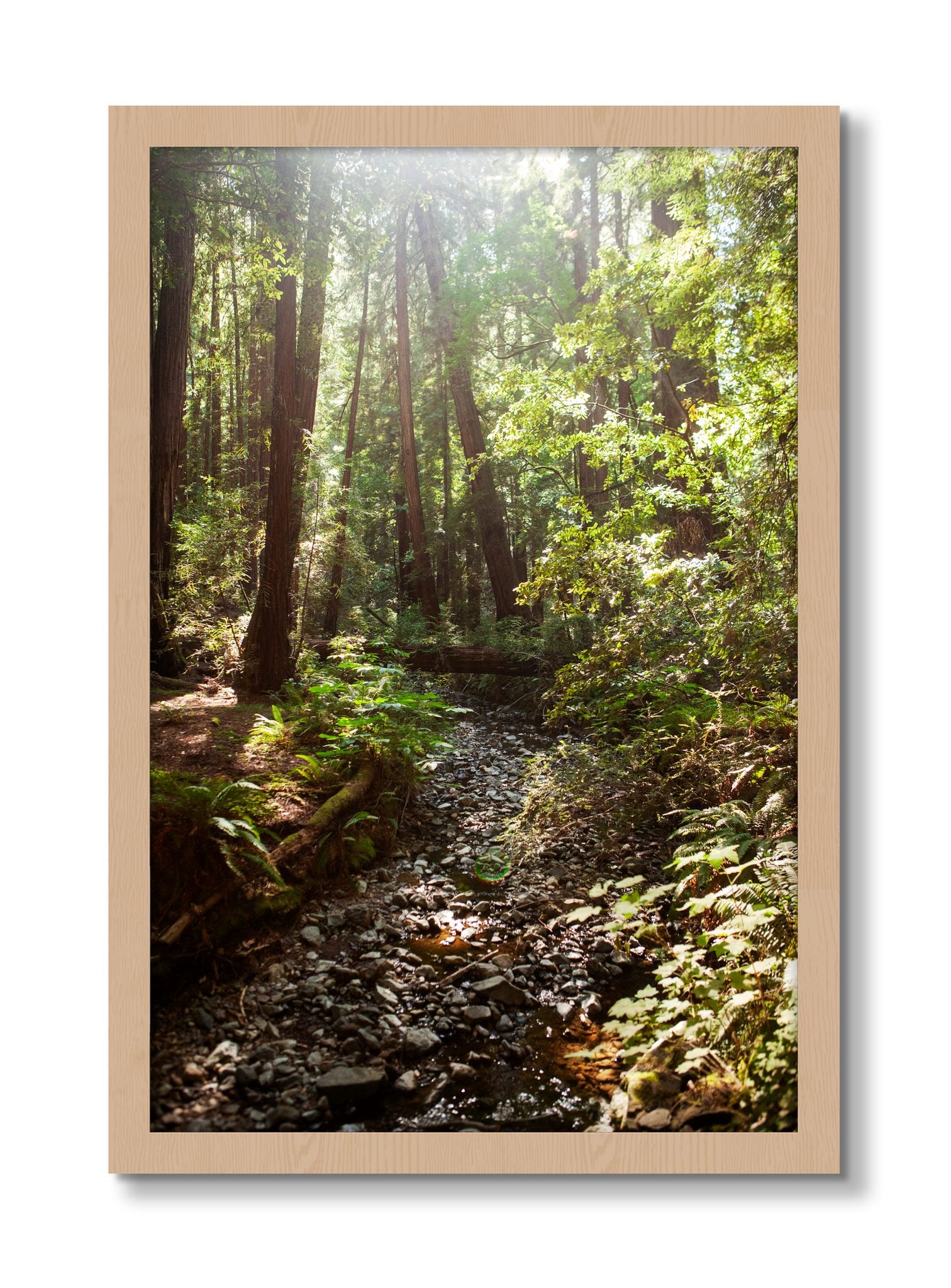 Framed photograph of Muir Woods California by Dylan Ozanich, Oak frame, Full Bleed