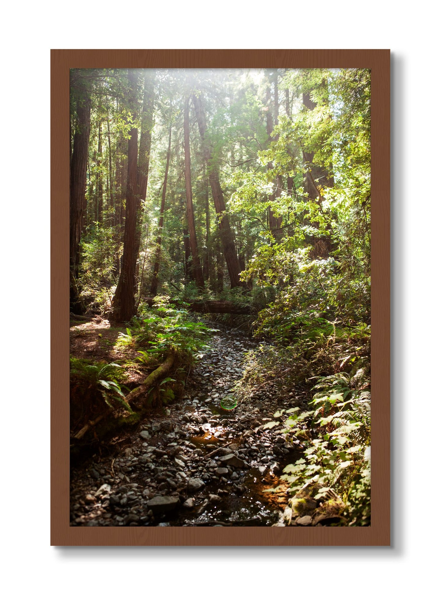 Framed photograph of Muir Woods California by Dylan Ozanich, Walnut frame, Full Bleed
