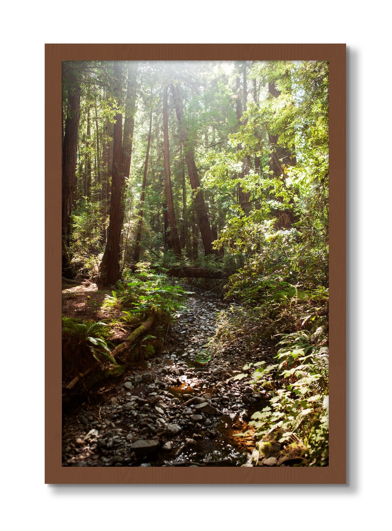 Framed photograph of Muir Woods California by Dylan Ozanich, Walnut frame, Full Bleed