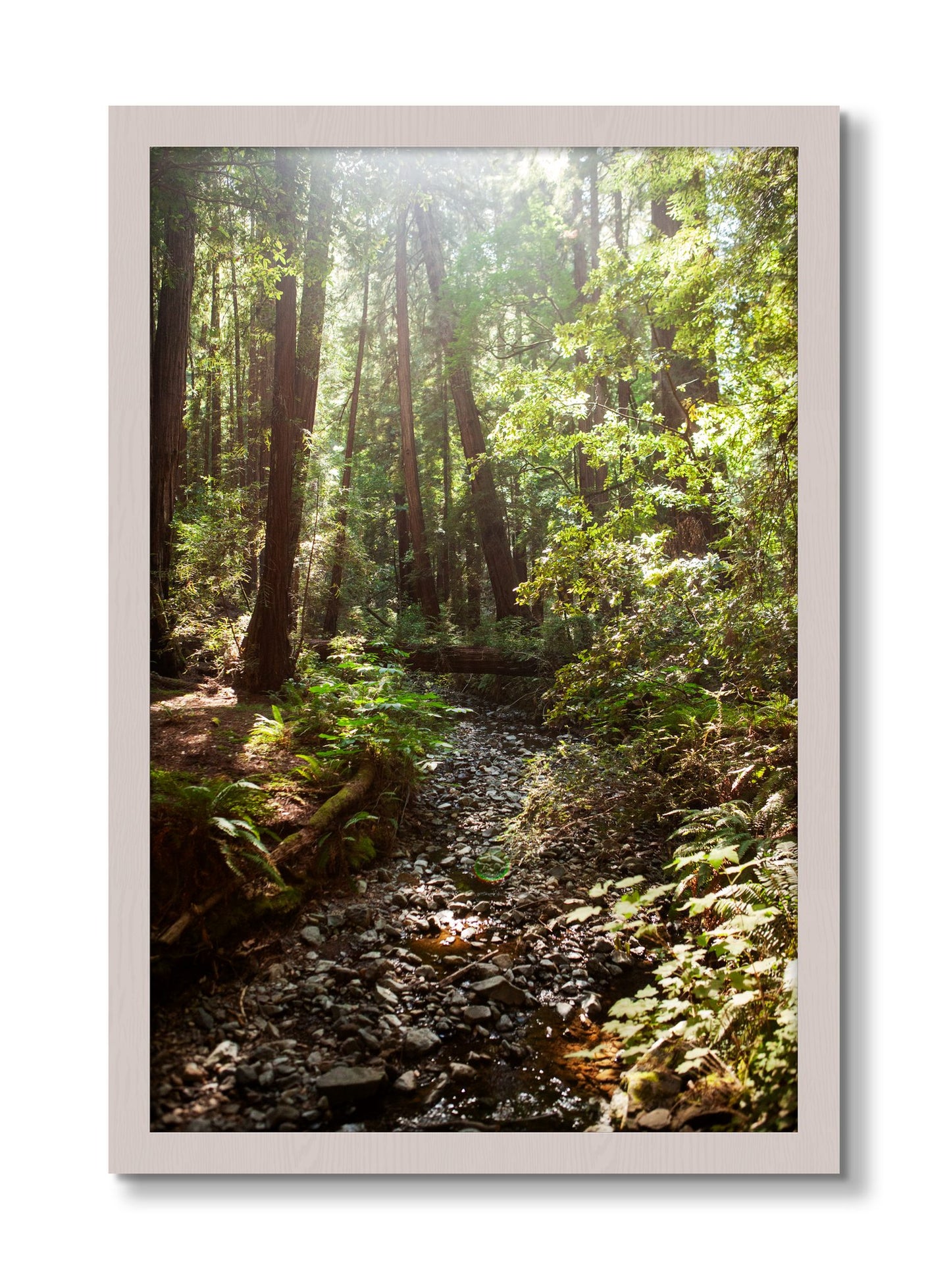 Framed photograph of Muir Woods California by Dylan Ozanich, White Maple frame, Full Bleed