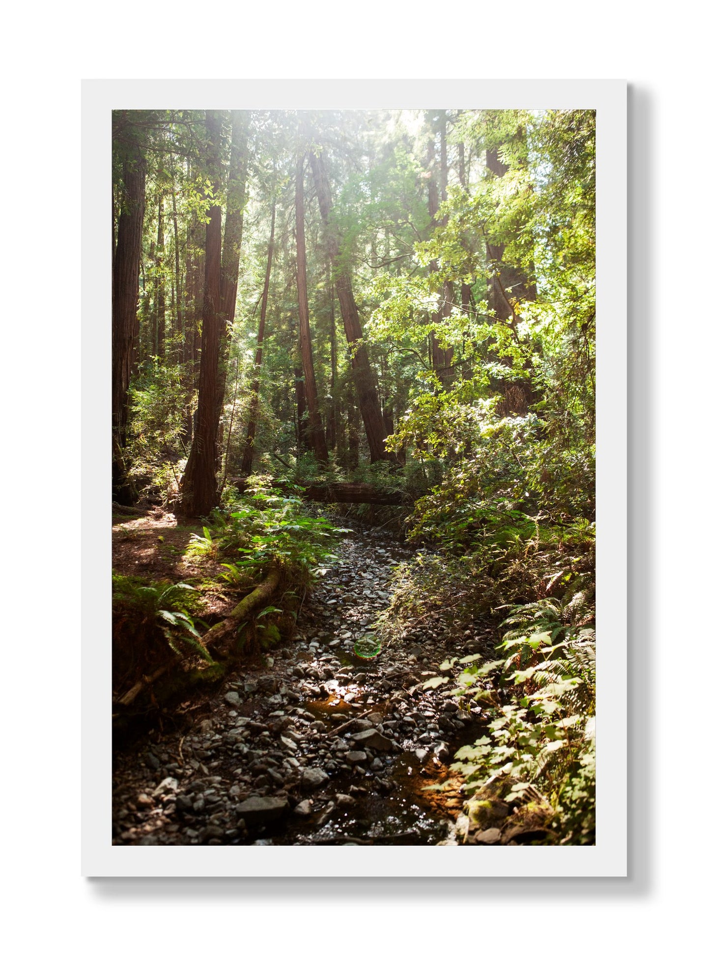 Framed photograph of Muir Woods California by Dylan Ozanich, White frame, Full Bleed