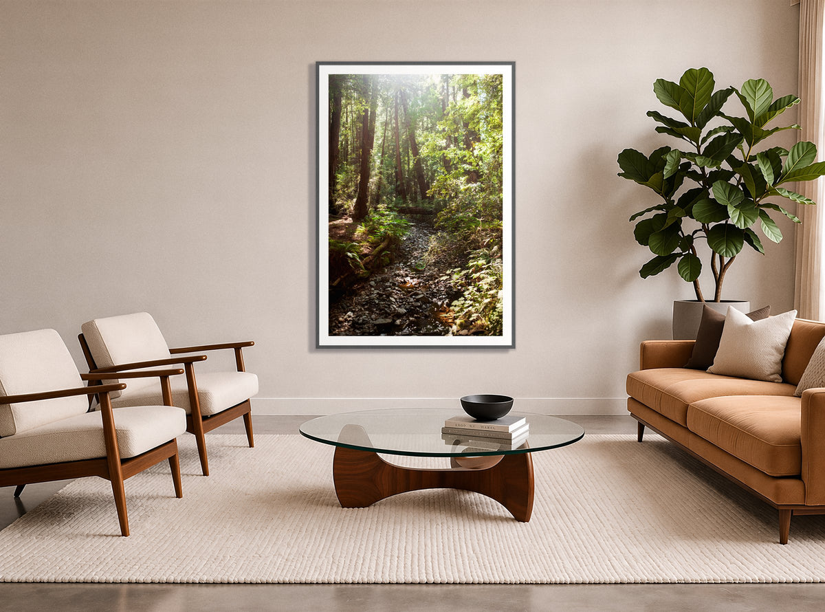 Muir Woods California in a room