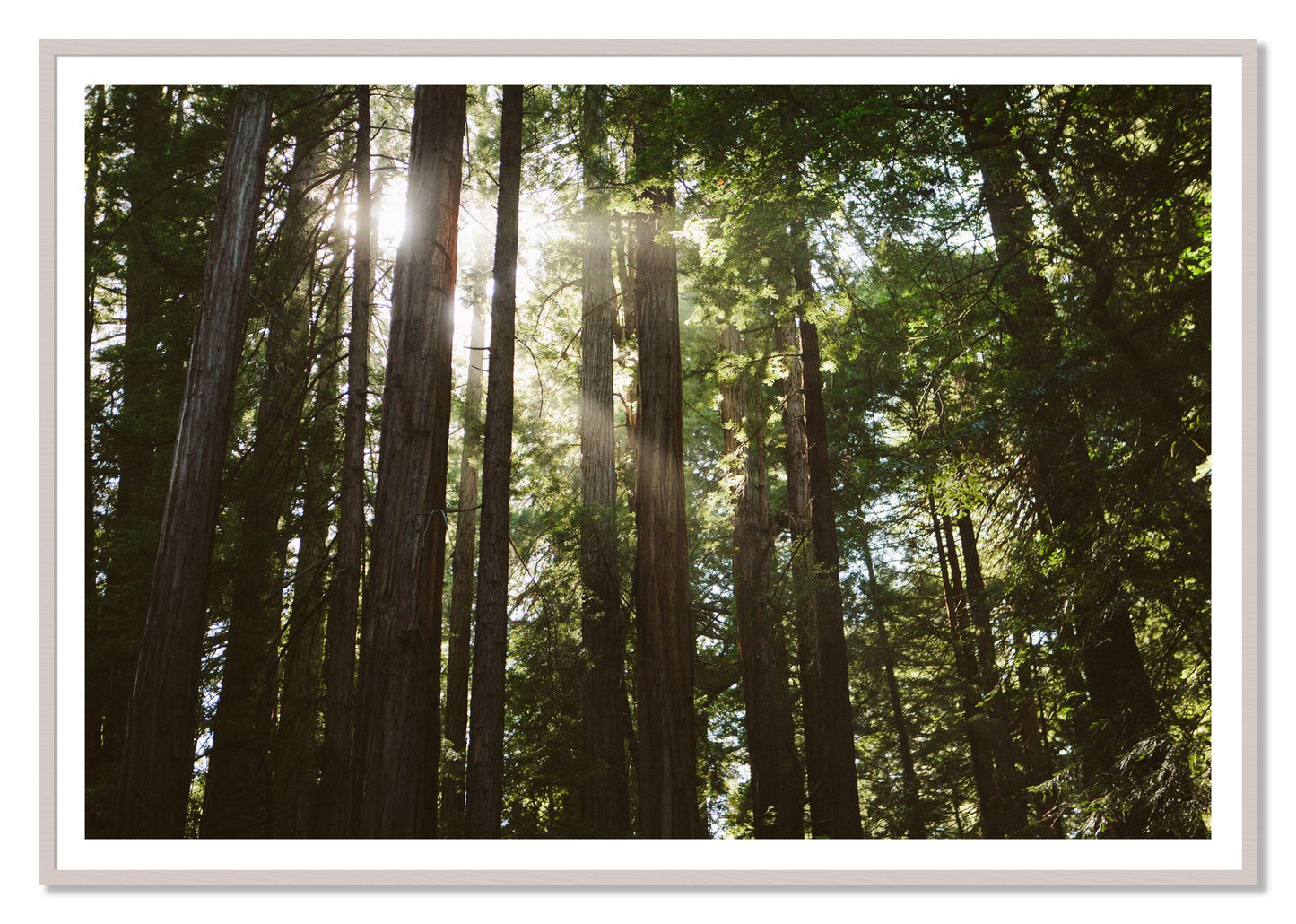 Muir Woods by Dylan Ozanich, 48×72 print with a White Border in a White Maple frame