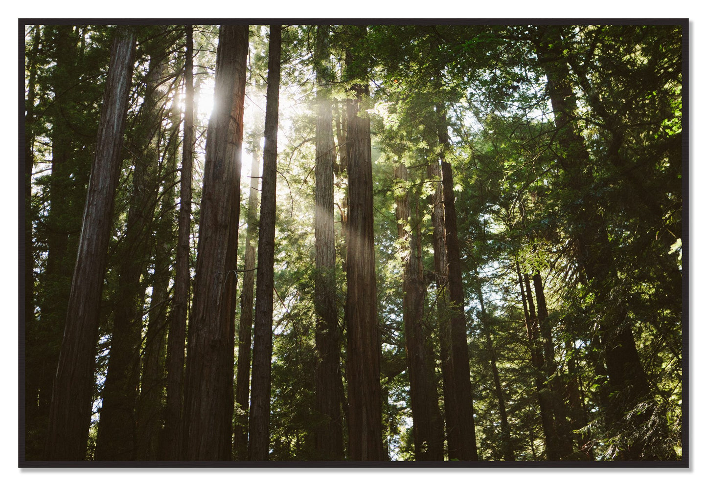 Muir Woods by Dylan Ozanich, 48×72 Full Bleed Print in a Black Walnut frame
