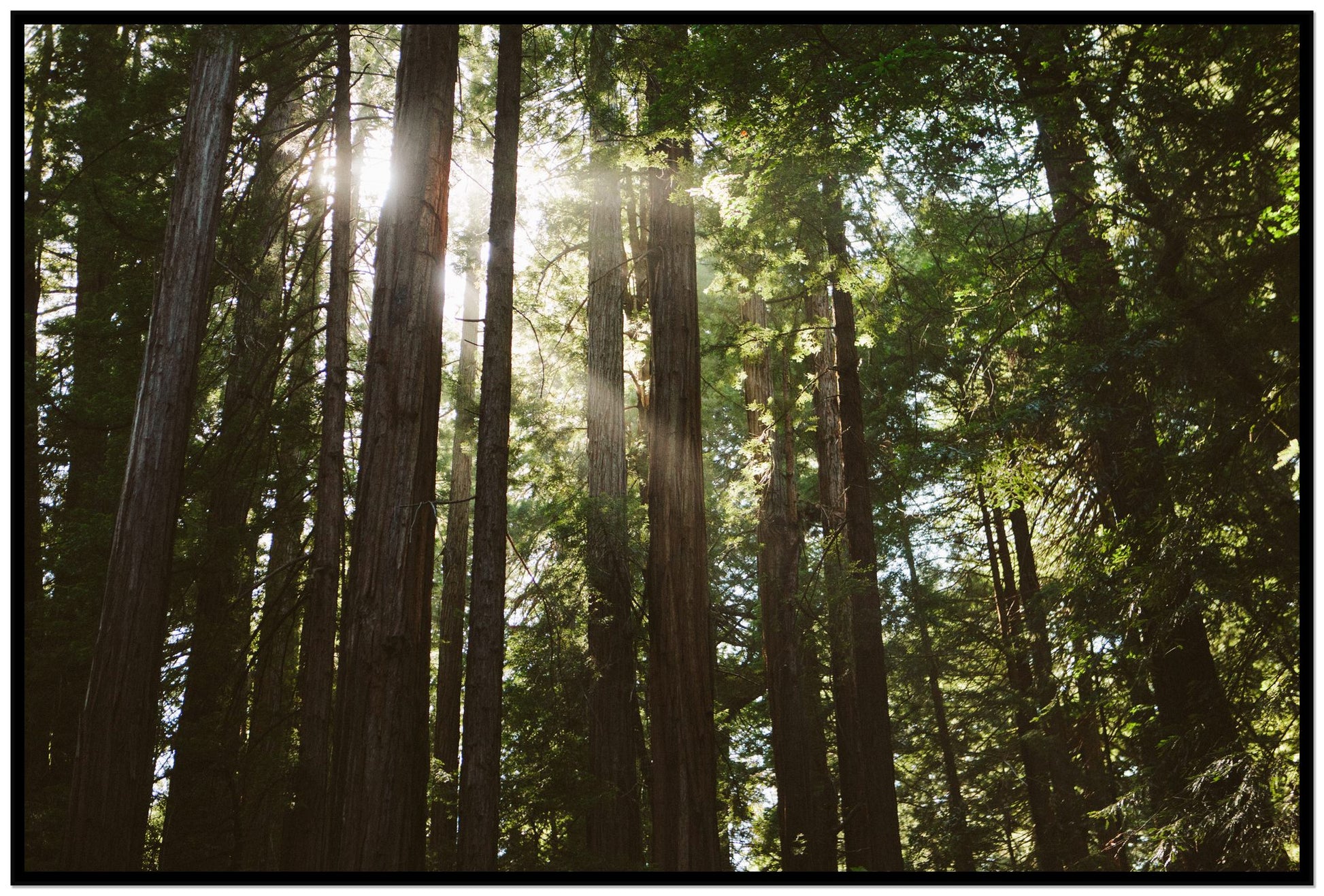 Muir Woods by Dylan Ozanich, 48×72 Full Bleed Print in a Black frame