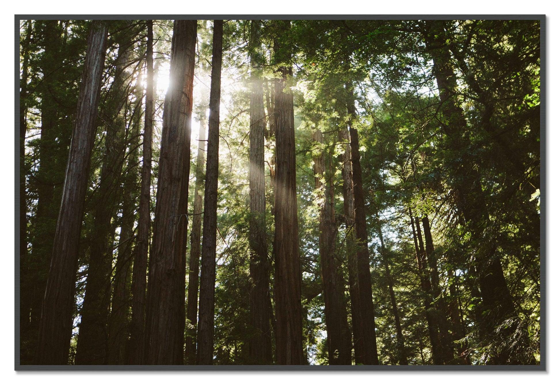 Muir Woods by Dylan Ozanich, 48×72 Full Bleed Print in a Grey frame